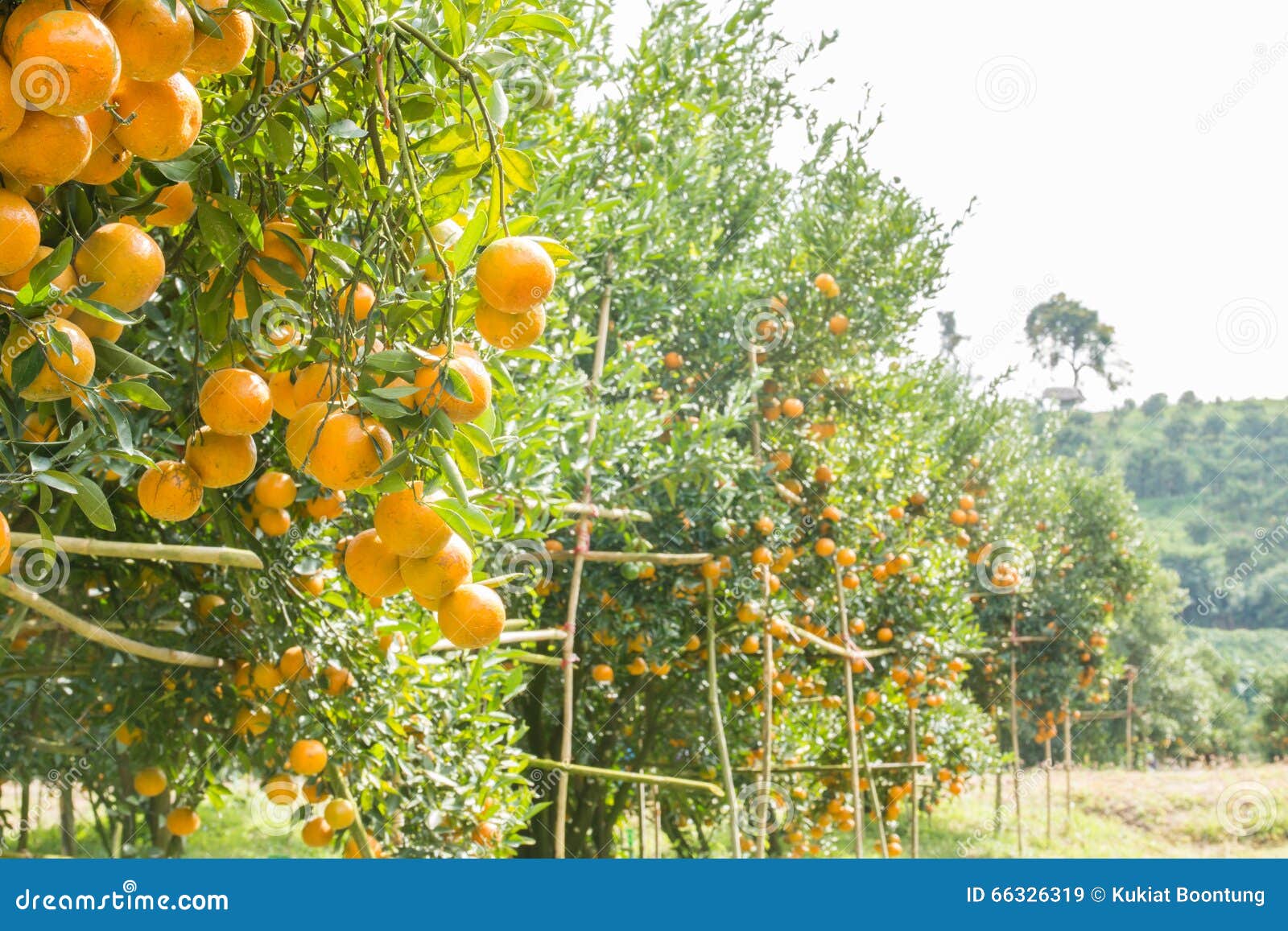 Orange orchard stock image. Image of growing, food, green 66326319
