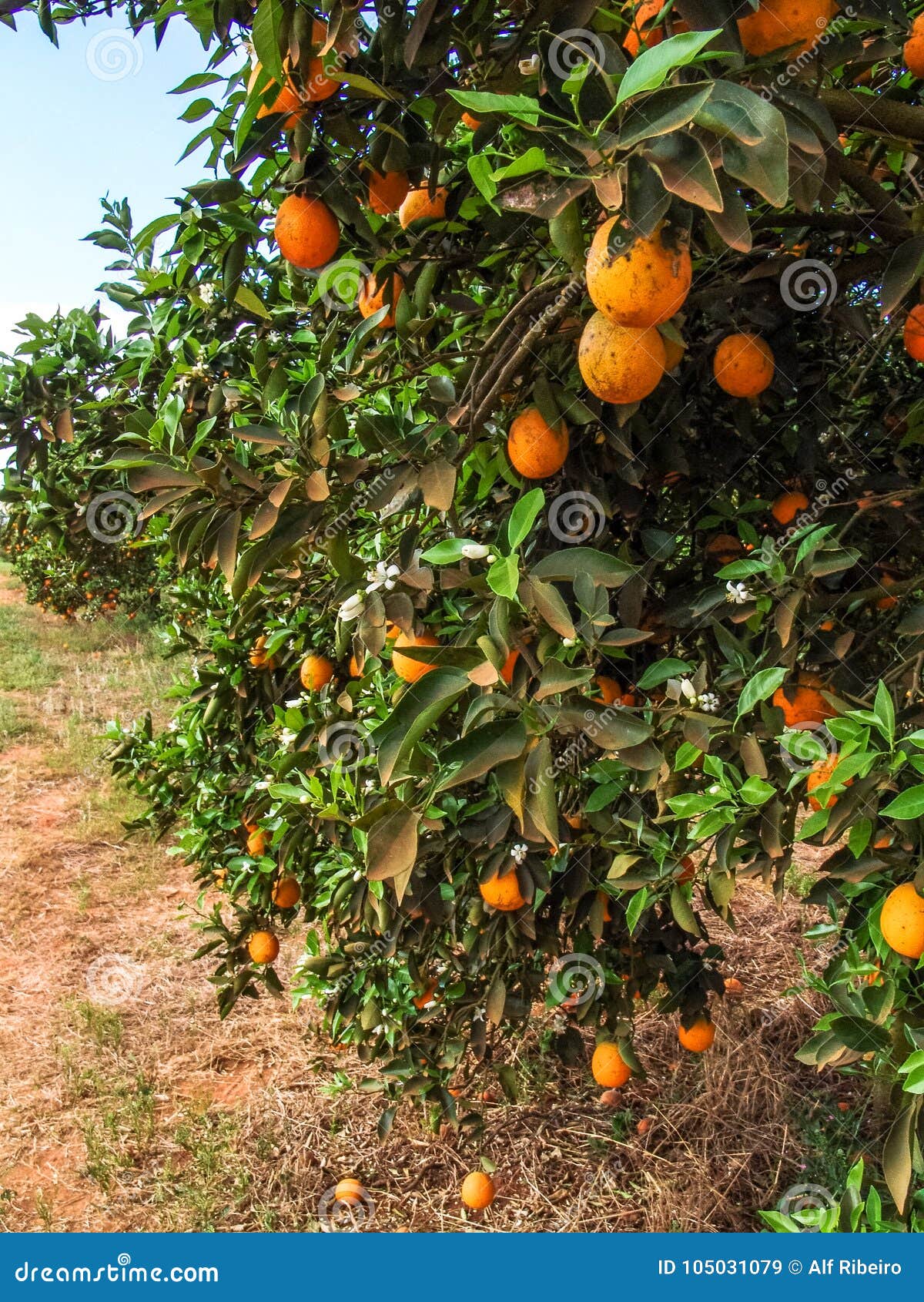 Orange orchard stock image. Image of garden, harvest 105031079