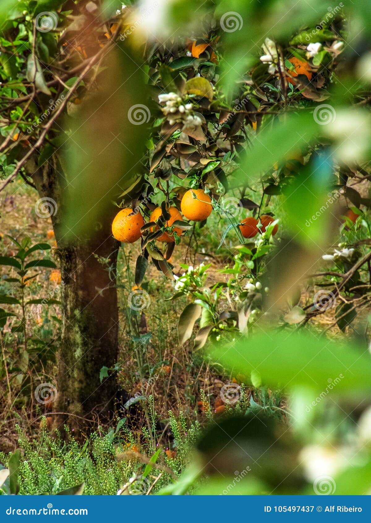 Orange orchard stock image. Image of hanging, agriculture 105497437