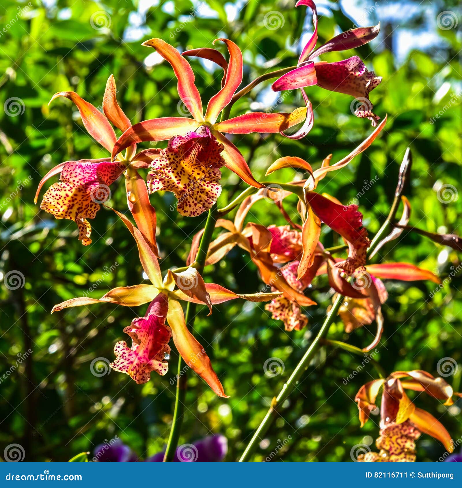 Orange Orchid Bouquet with a Beautiful Bokeh Stock Image Image of
