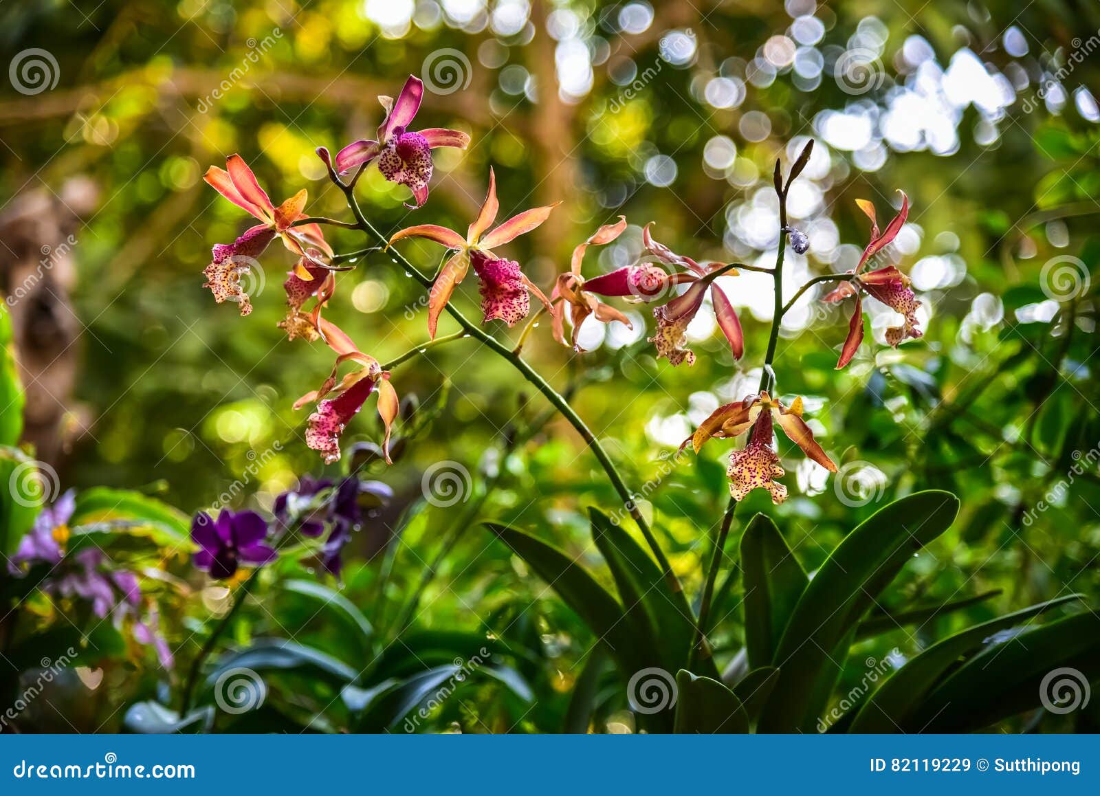 Orange Orchid Bouquet with a Beautiful Bokeh. Stock Image Image of