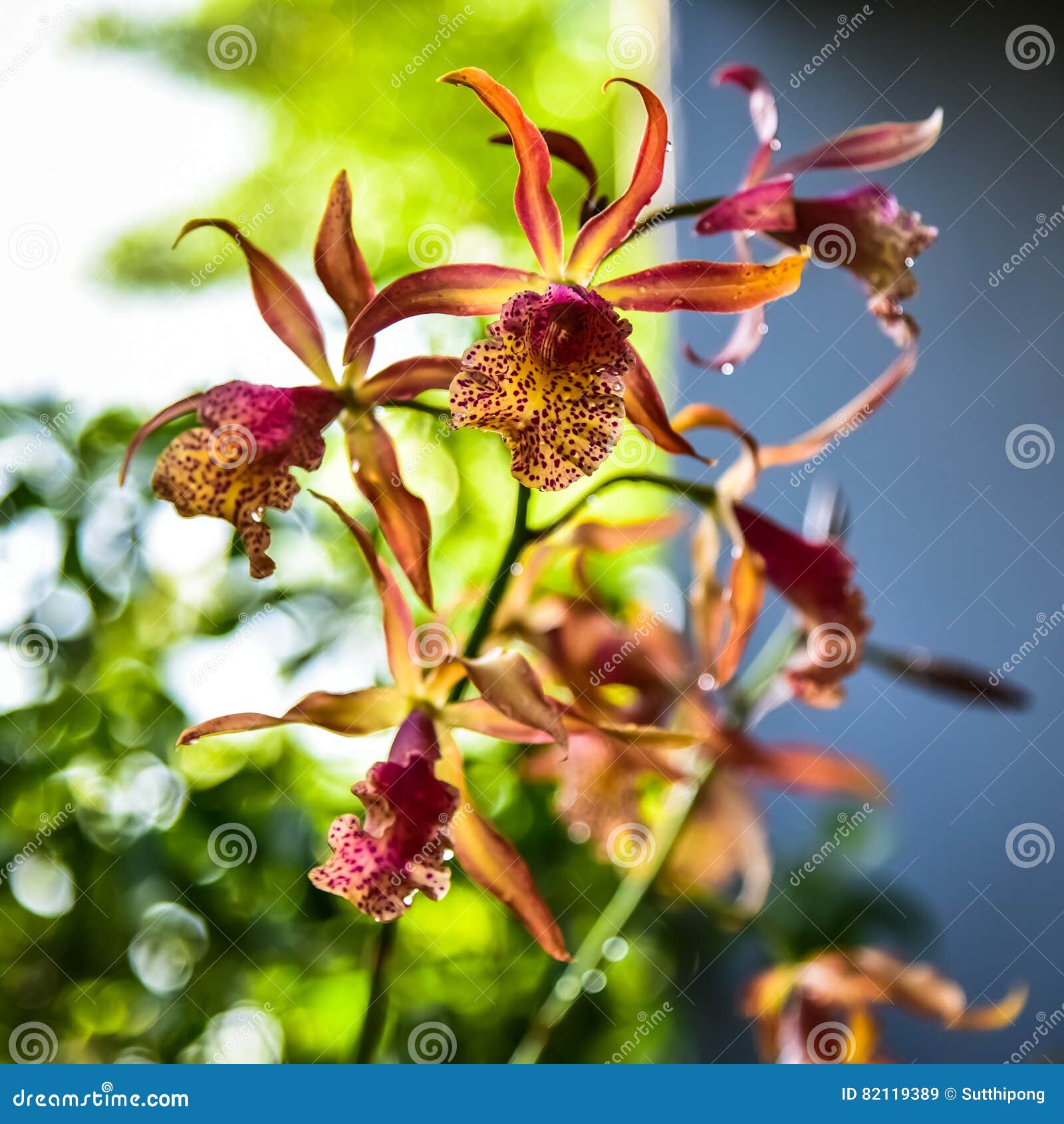 Orange Orchid Bouquet with a Beautiful Bokeh. Stock Image Image of