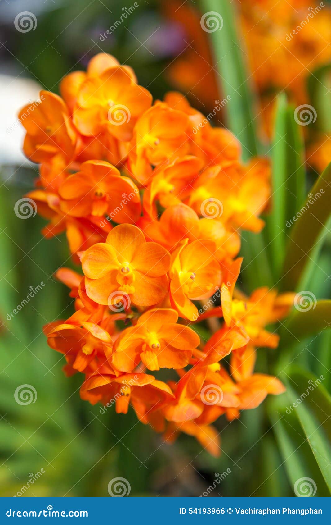 Orange Orchid stock photo. Image of flora, blossom, floral 54193966