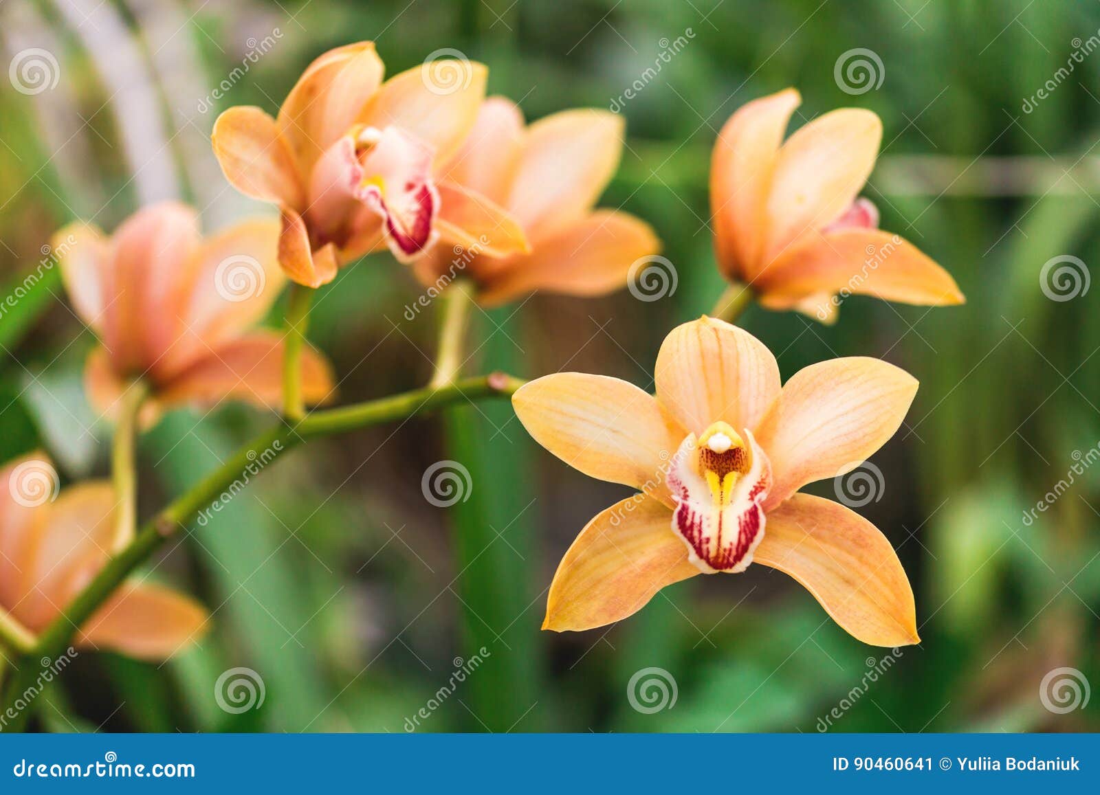 Orange Orchid Flower in Tropical Forest. Nature Stock Image Image of
