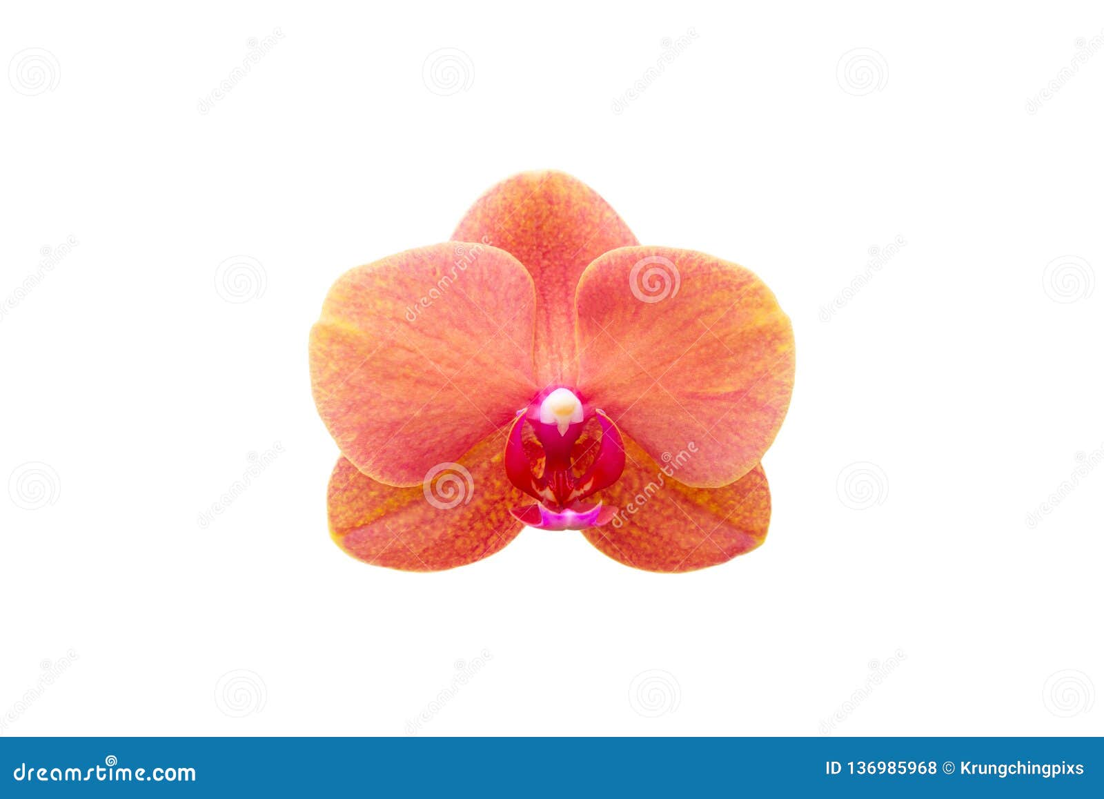 Orange orchid stock photo. Image of photosynthesis, bloom 136985968