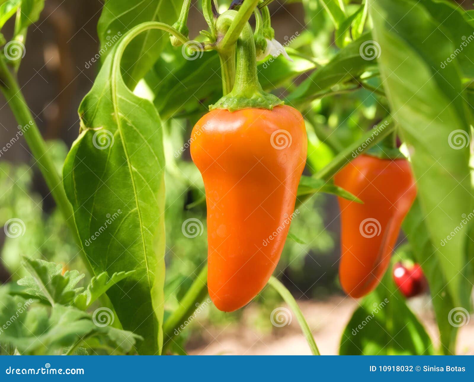 Orange paprika stock photo. Image of chilli, organic 10918032