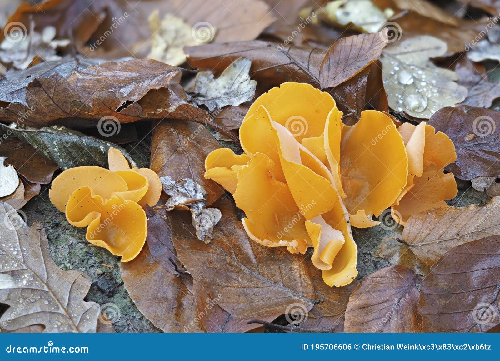 the orange peel fungus