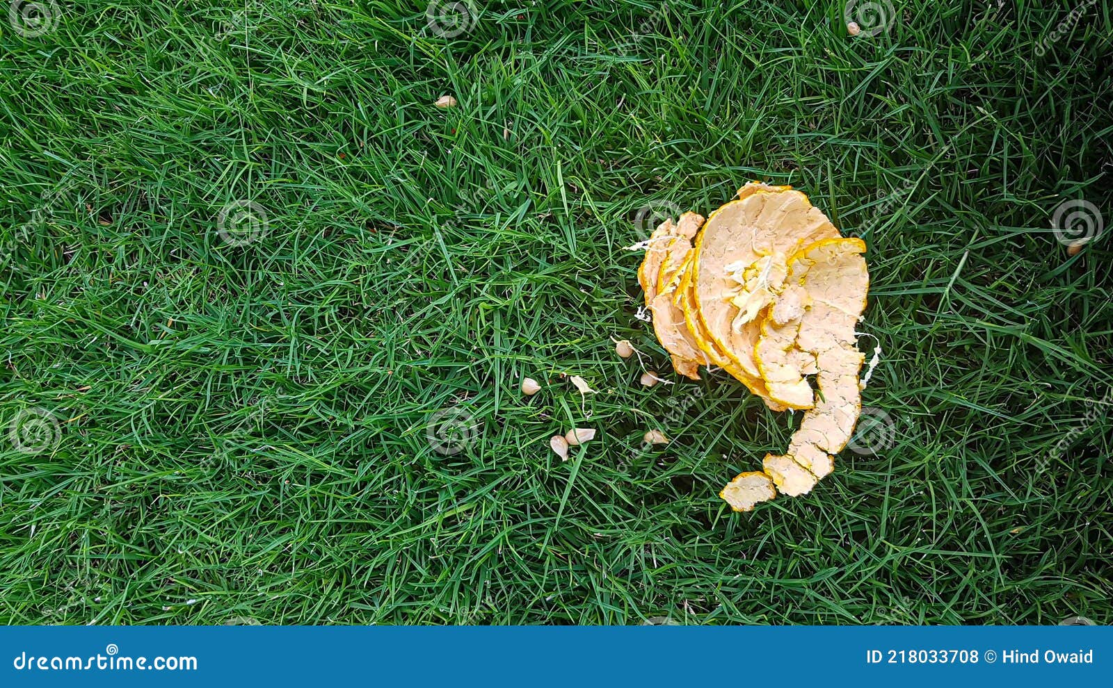 An Orange Peel on Green Grass Stock Photo Image of field, garden 218033708