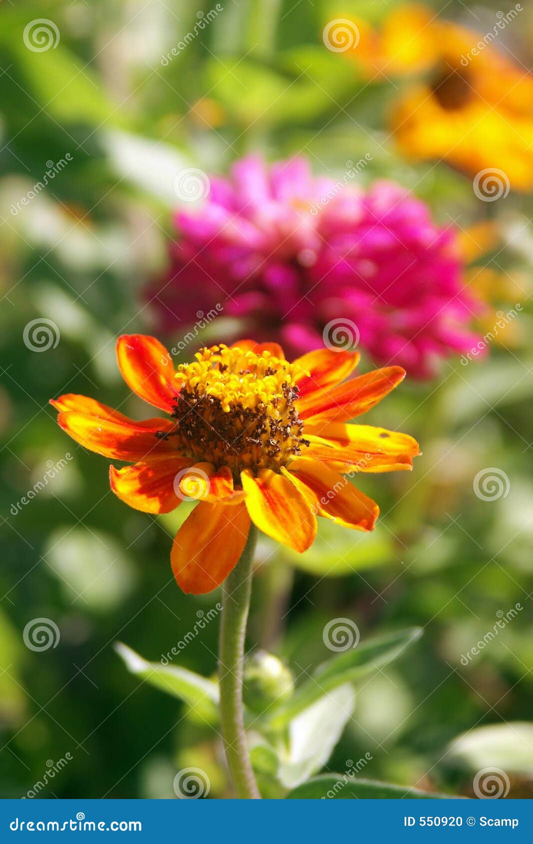 Orange and Pink Flower Garden Stock Photo Image of gardens, plants