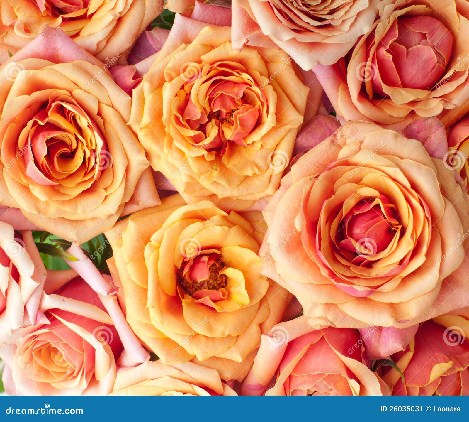 Orange And Pink Roses Stock Image Image 26035031