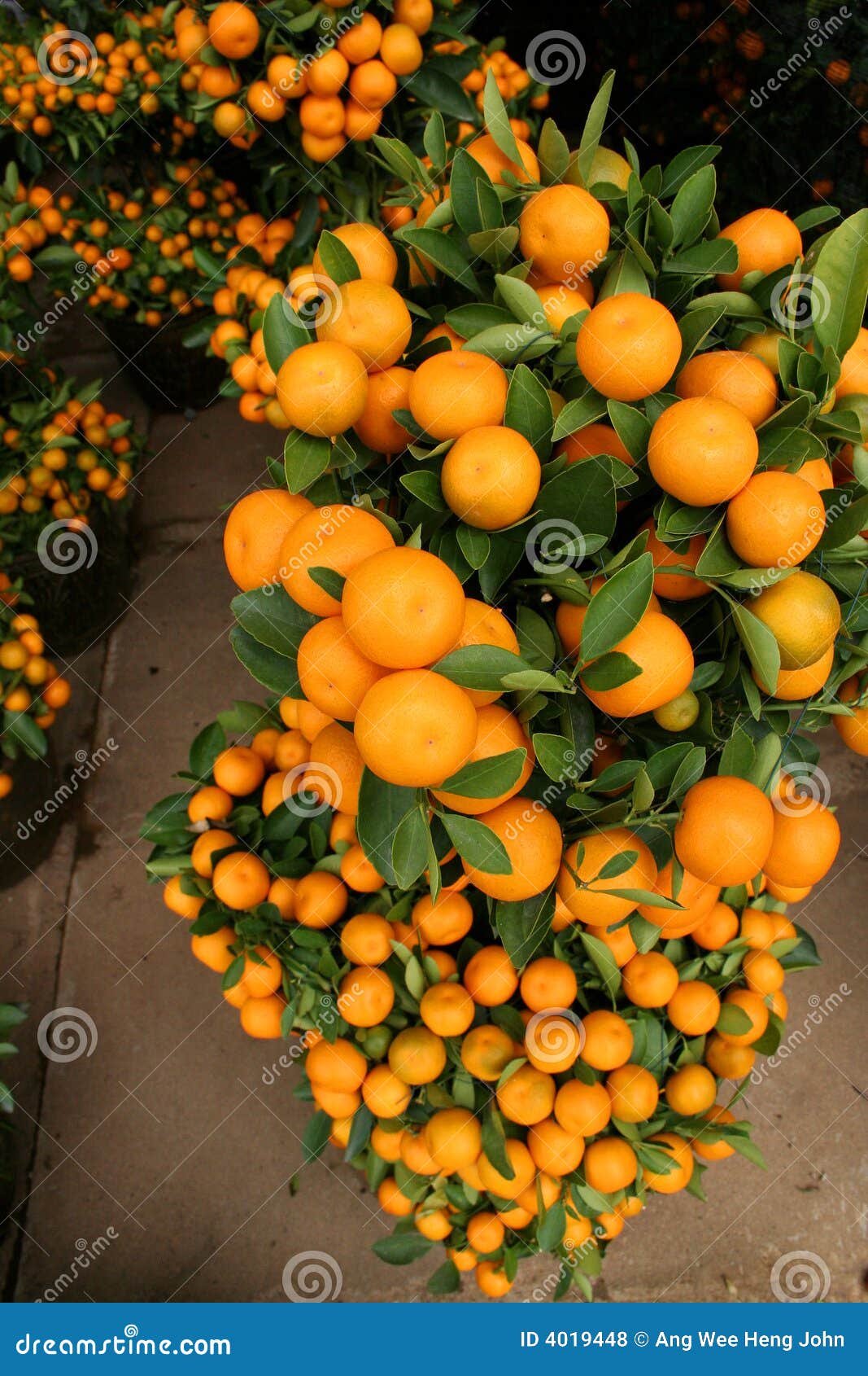 Orange plant stock photo. Image of grown, potted, orange 4019448