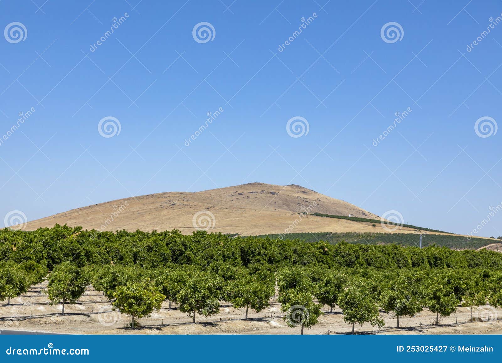Orange Plantation in California Stock Image Image of nature, california 253025427