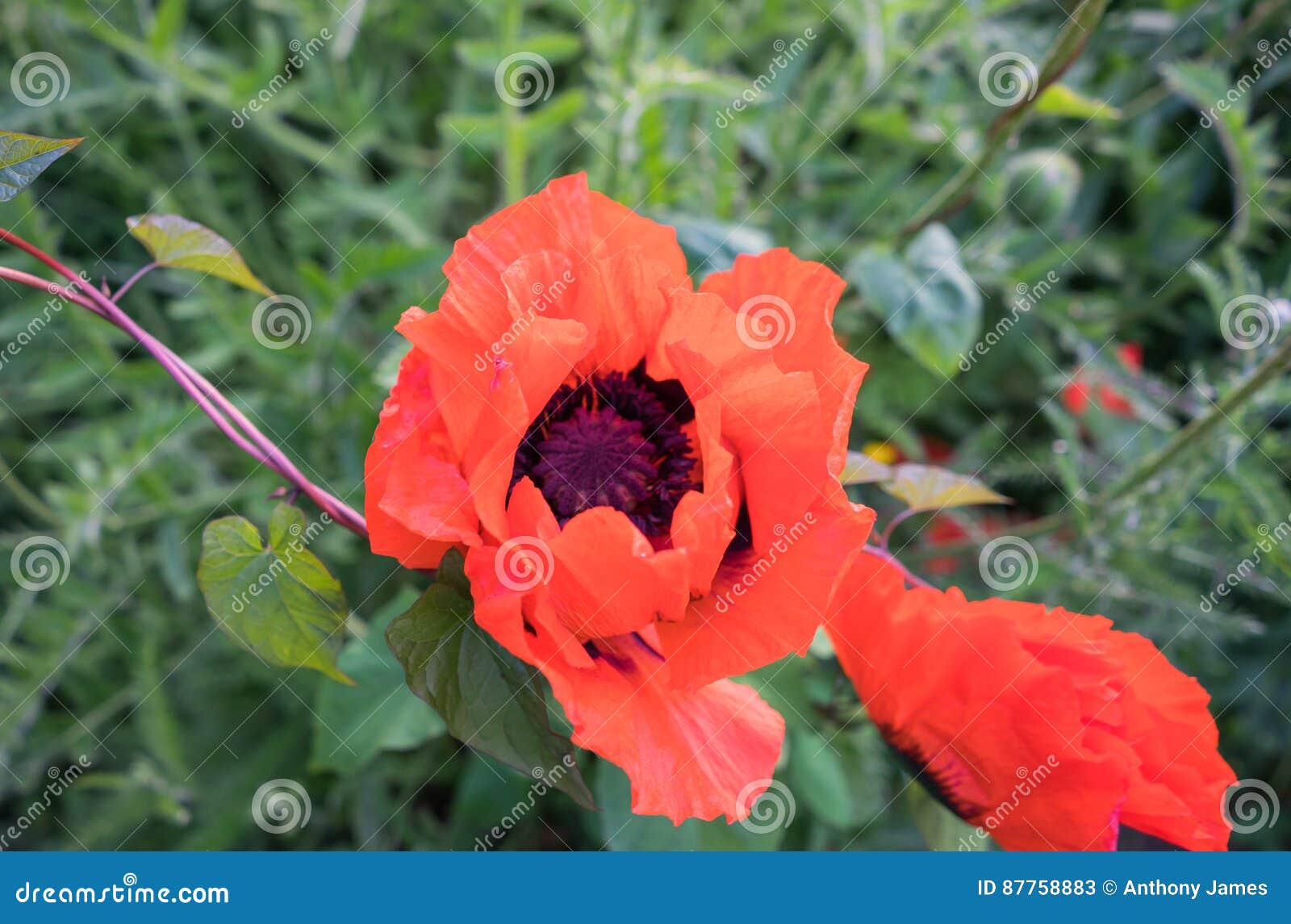 Orange poppies in a park. stock image. Image of grass 87758883