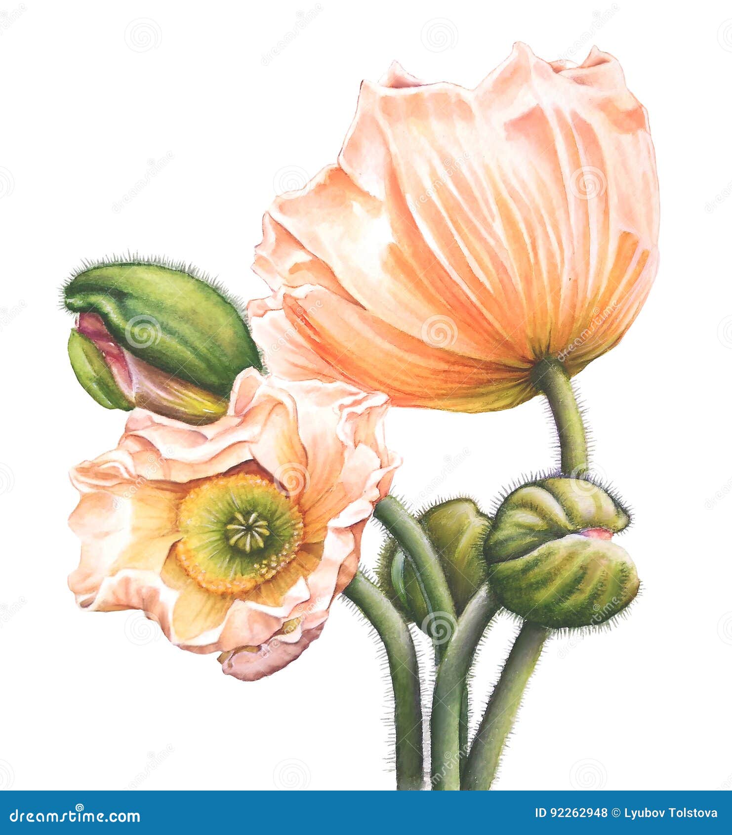 Orange poppies stock illustration. Illustration of beauty - 92262948