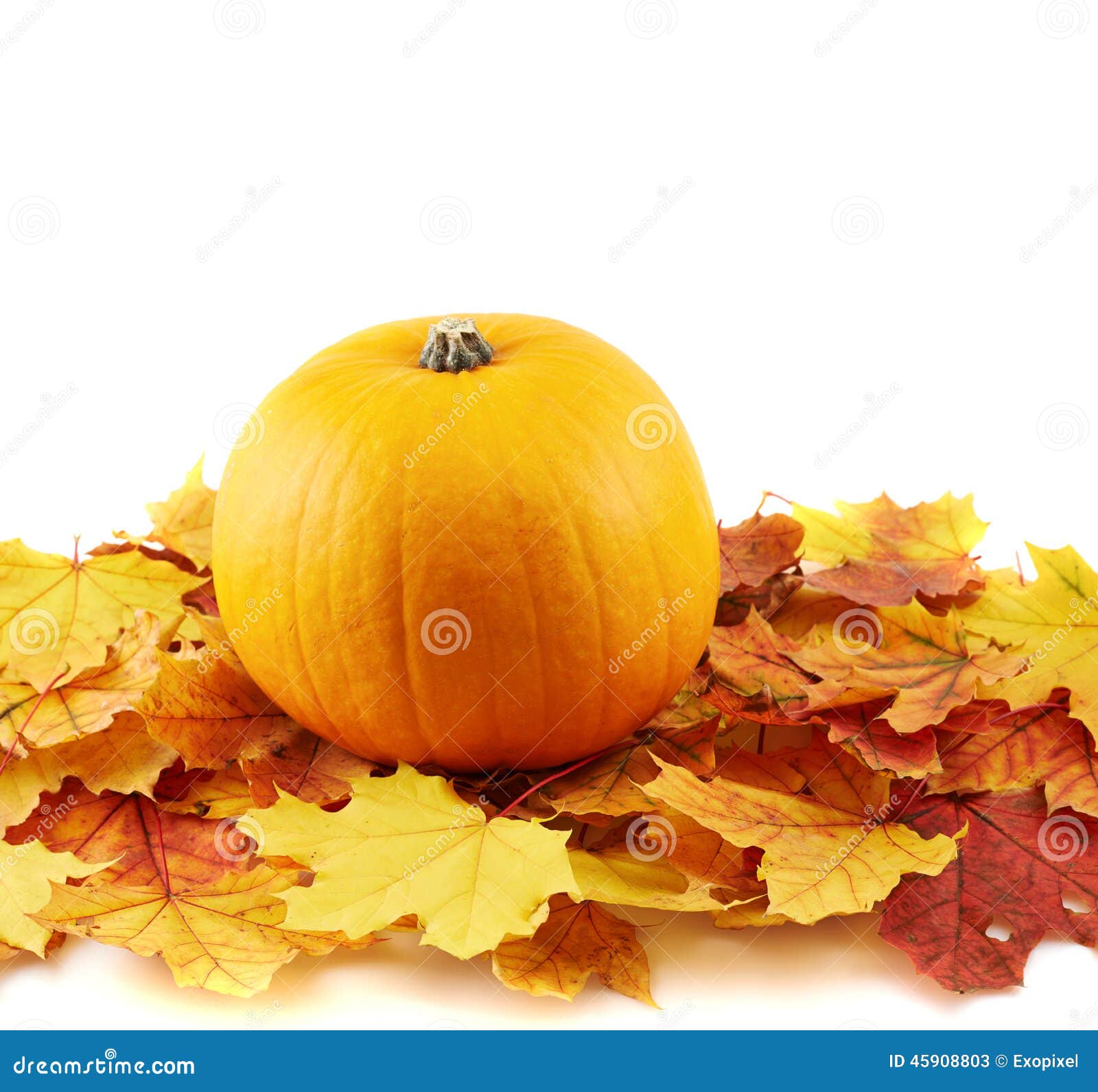 Orange pumpkin against maple-leaf composition. Orange pumpkin against turned yellow maple-leaf leaves composition isolated over white as a autumn Halloween copyspace background