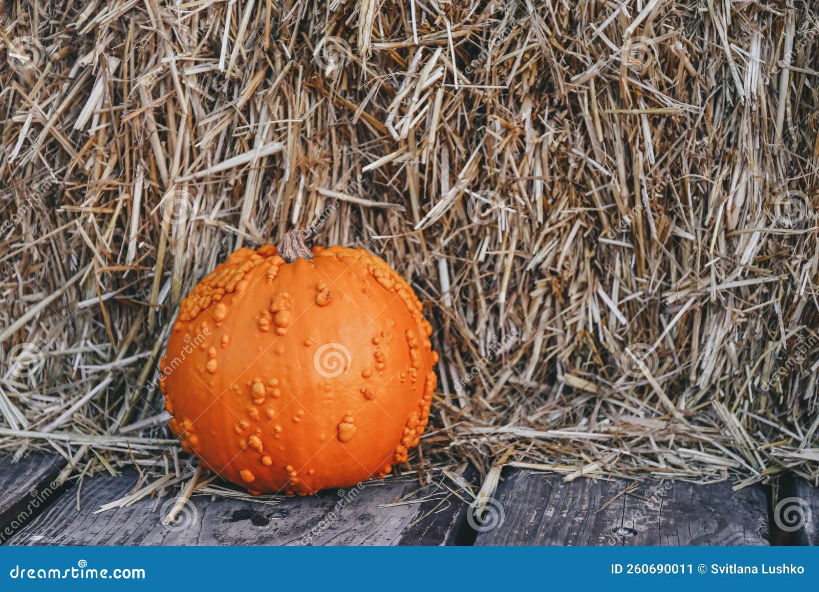 Orange Pumpkin on Hay Bale Background at a Local Pumpkin Patch Stock