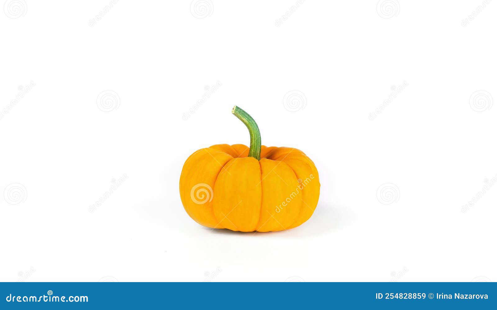Orange Pumpkin Side View on a White Background. Beautiful Thanksgiving