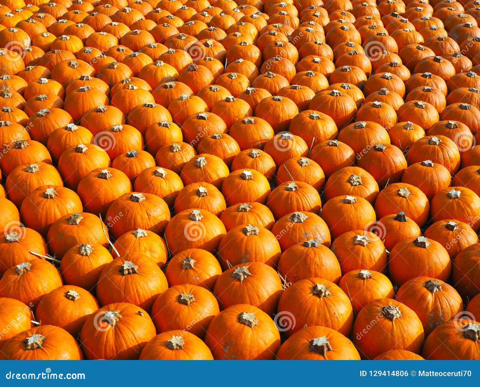  Orange  Pumpkins As A Halloween  Background Stock Photo 