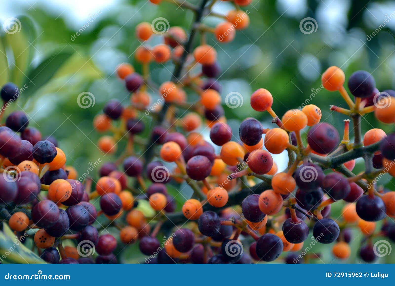 Orange And Purple Fruits Stock Photo Image Of Life Abstract 72915962