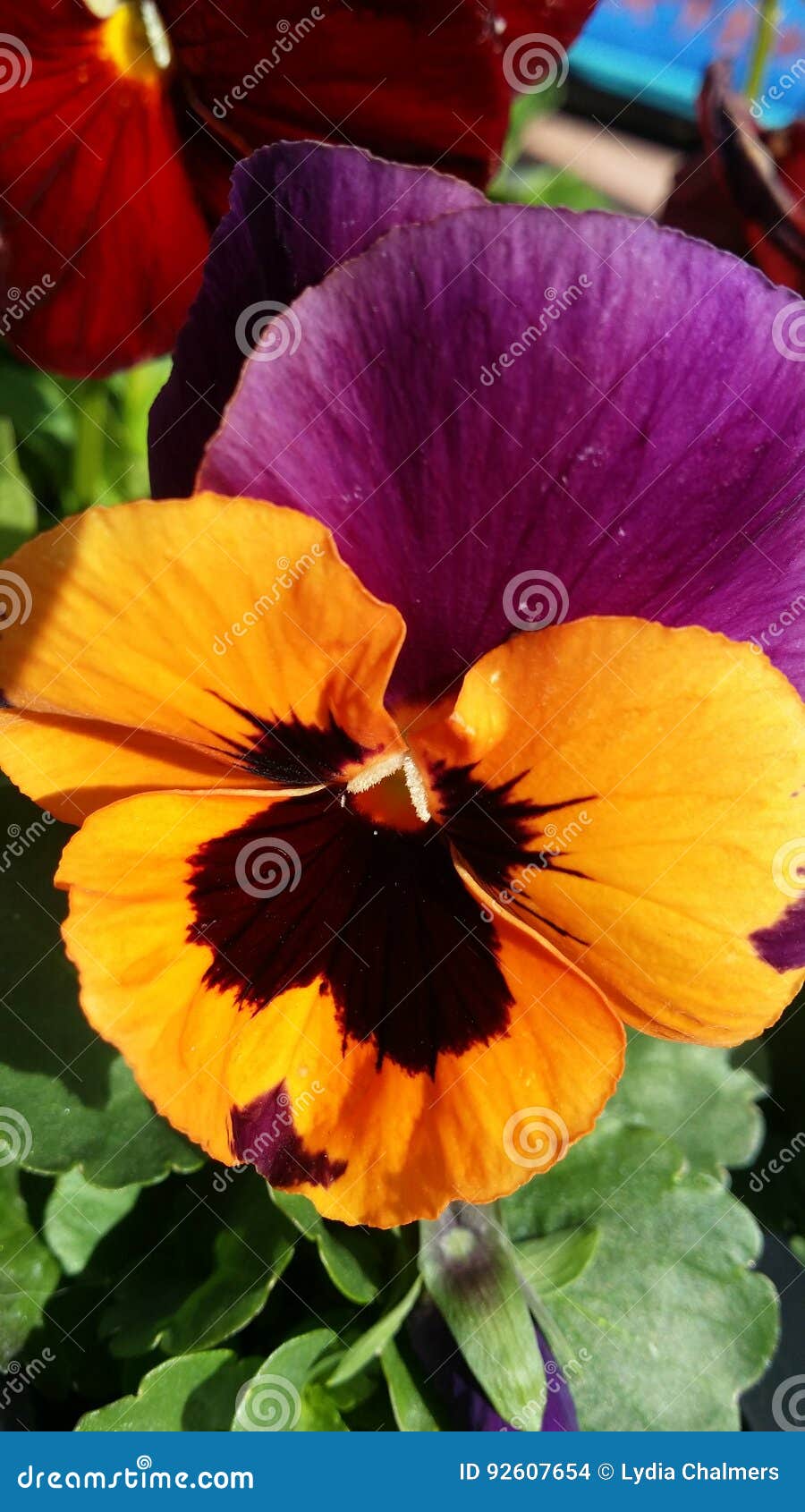Orange and Purple pansy stock photo. Image of colours - 92607654