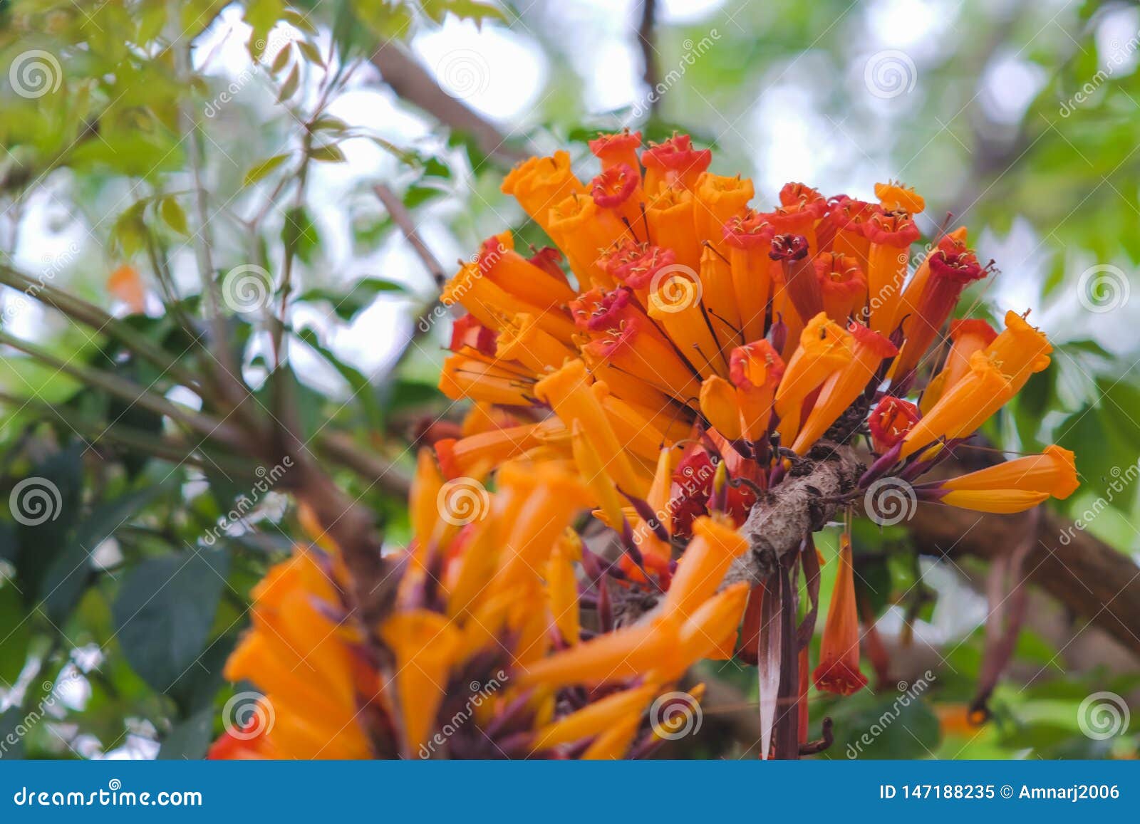 orange radermachera ignea flowers or tree jasmine