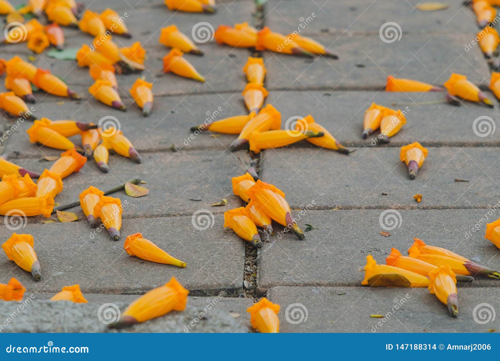 orange radermachera ignea flowers or tree jasmine