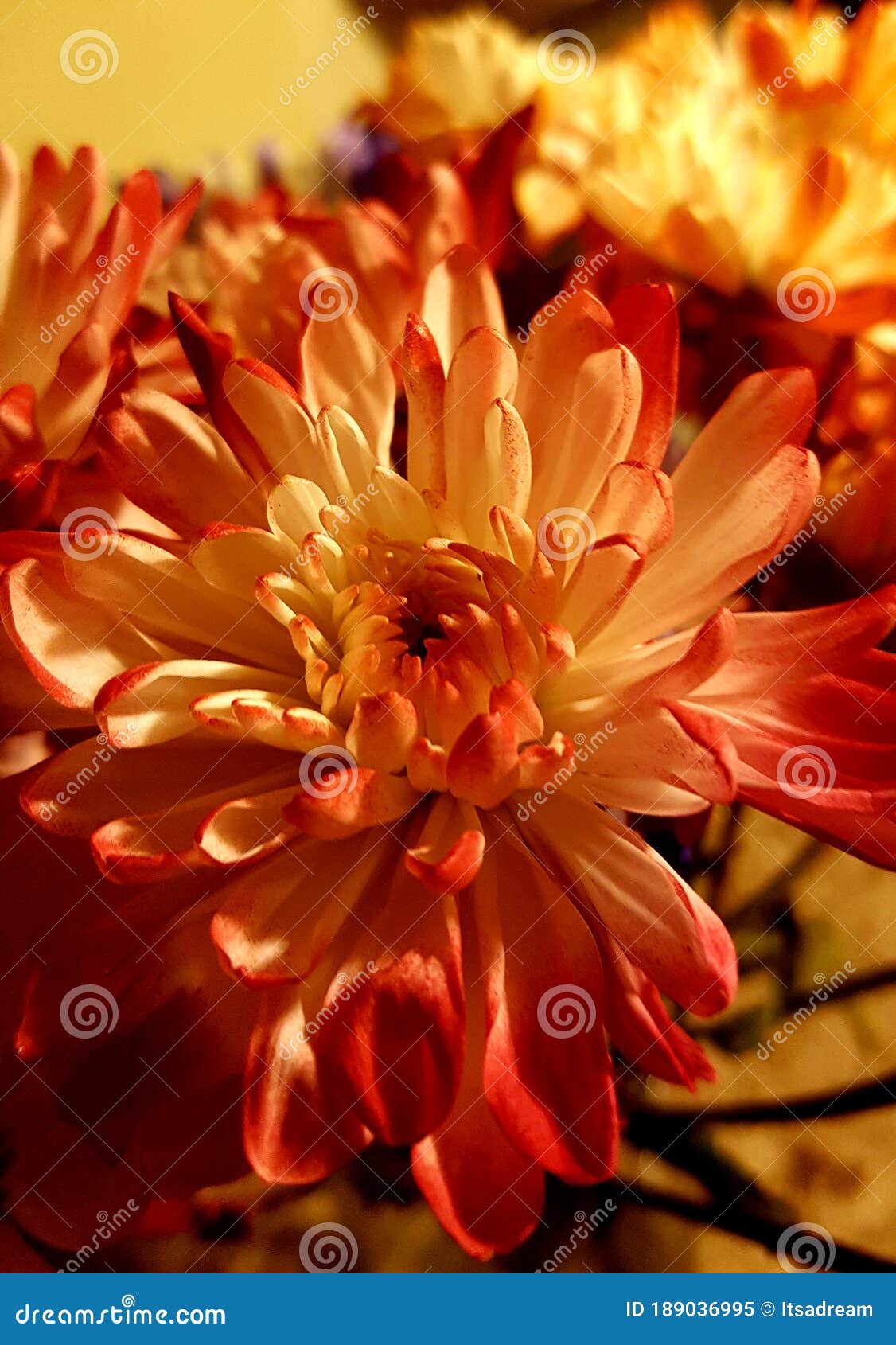 Orange red mums stock image. Image of orange, brown 189036995
