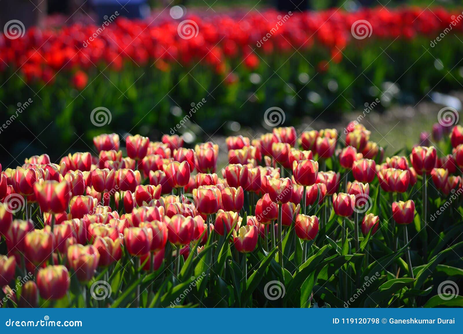 Orange And Red Tulips At Veldheer Tulip Garden In Holland Stock