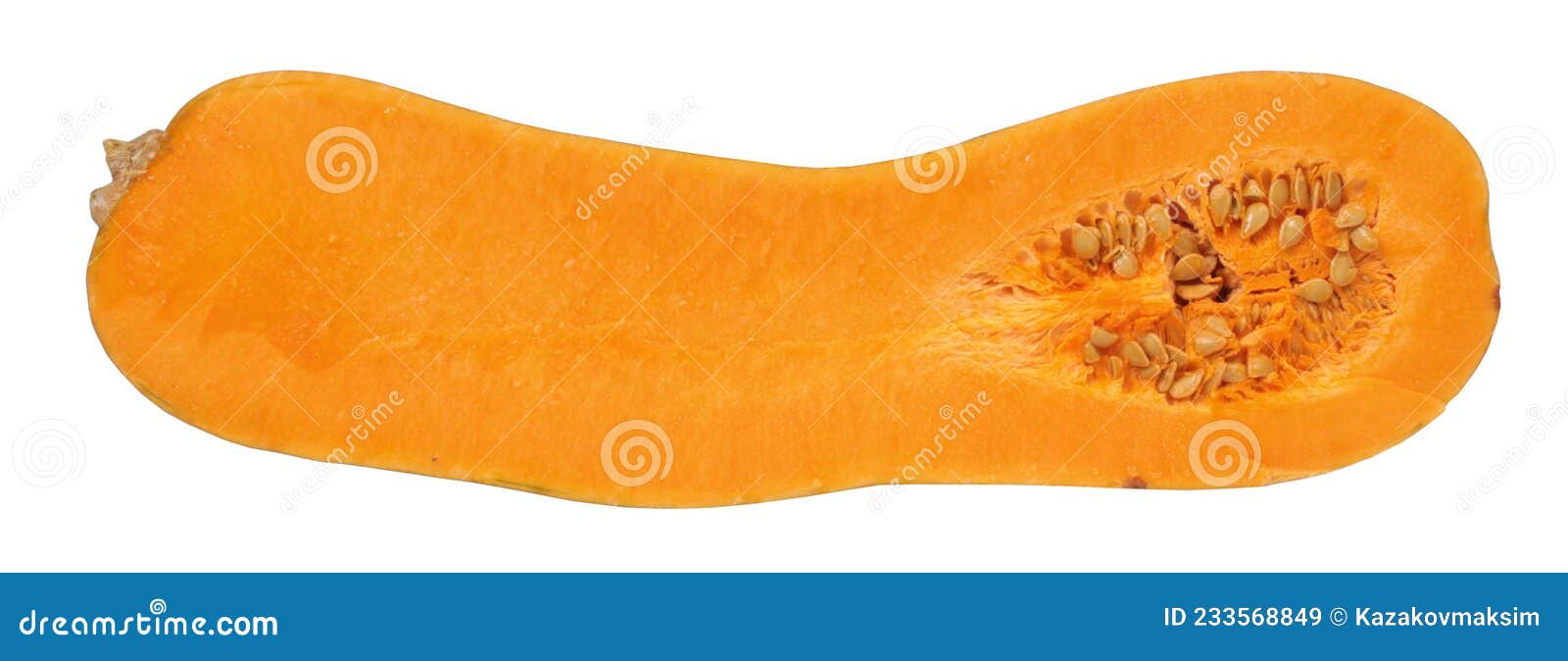 Orange Ripe Raw Butternut Squash Cut in Half Inside Longitudinal Section Isolated on White Stock