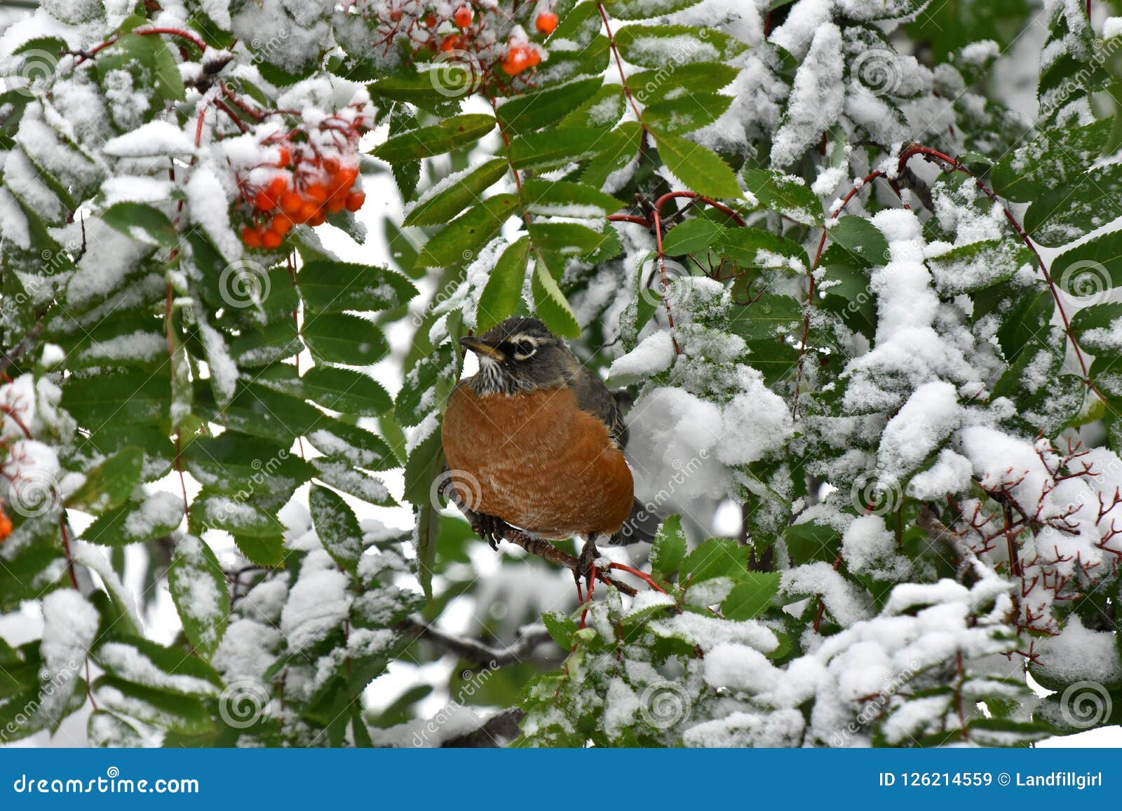 Orange Robin and Red Rowan Berries Stock Image Image of berry, bird