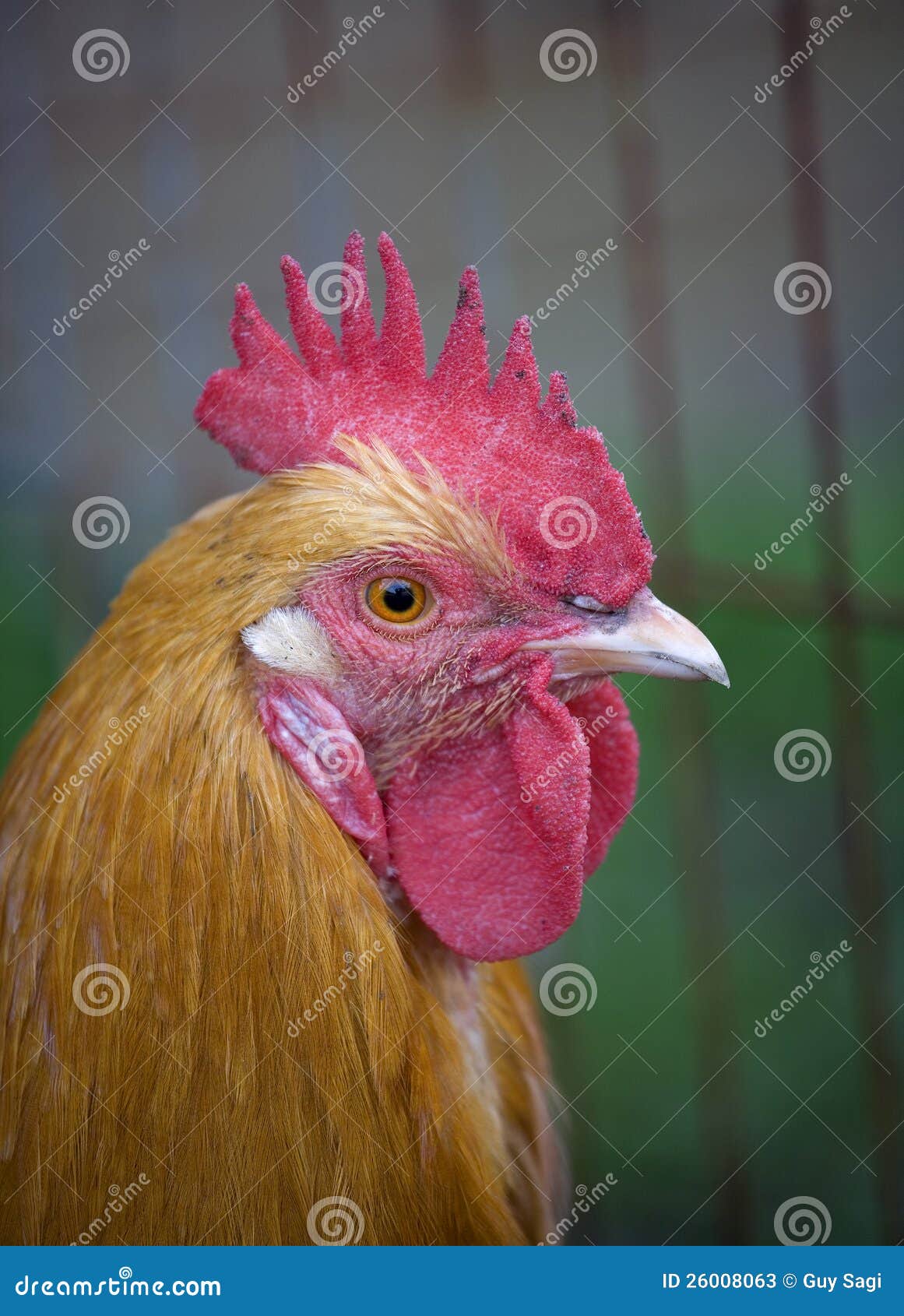 Orange rooster stock image. Image of orange, green, rooster 26008063