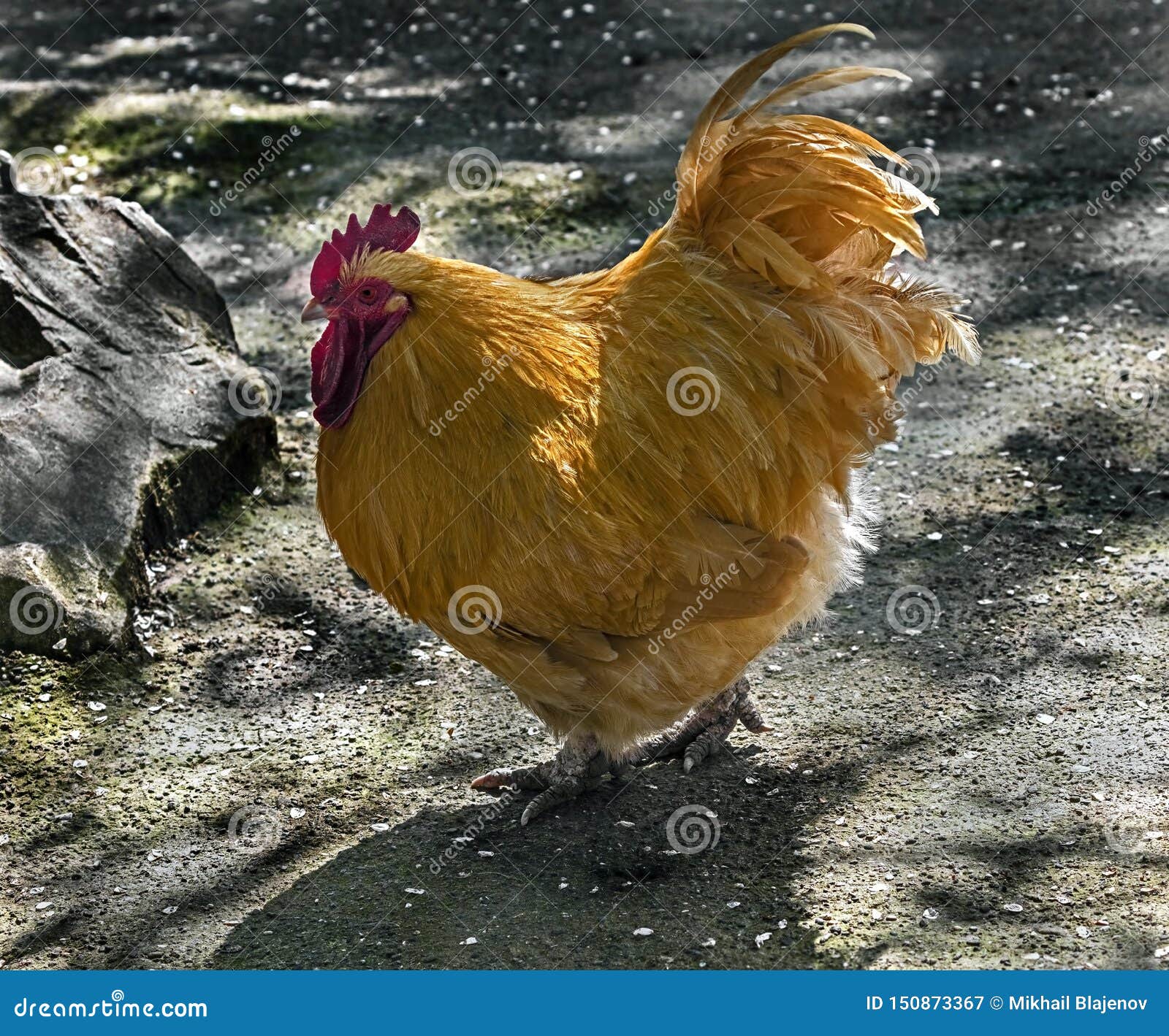 Orange rooster 4 stock image. Image of spur, rooster 150873367