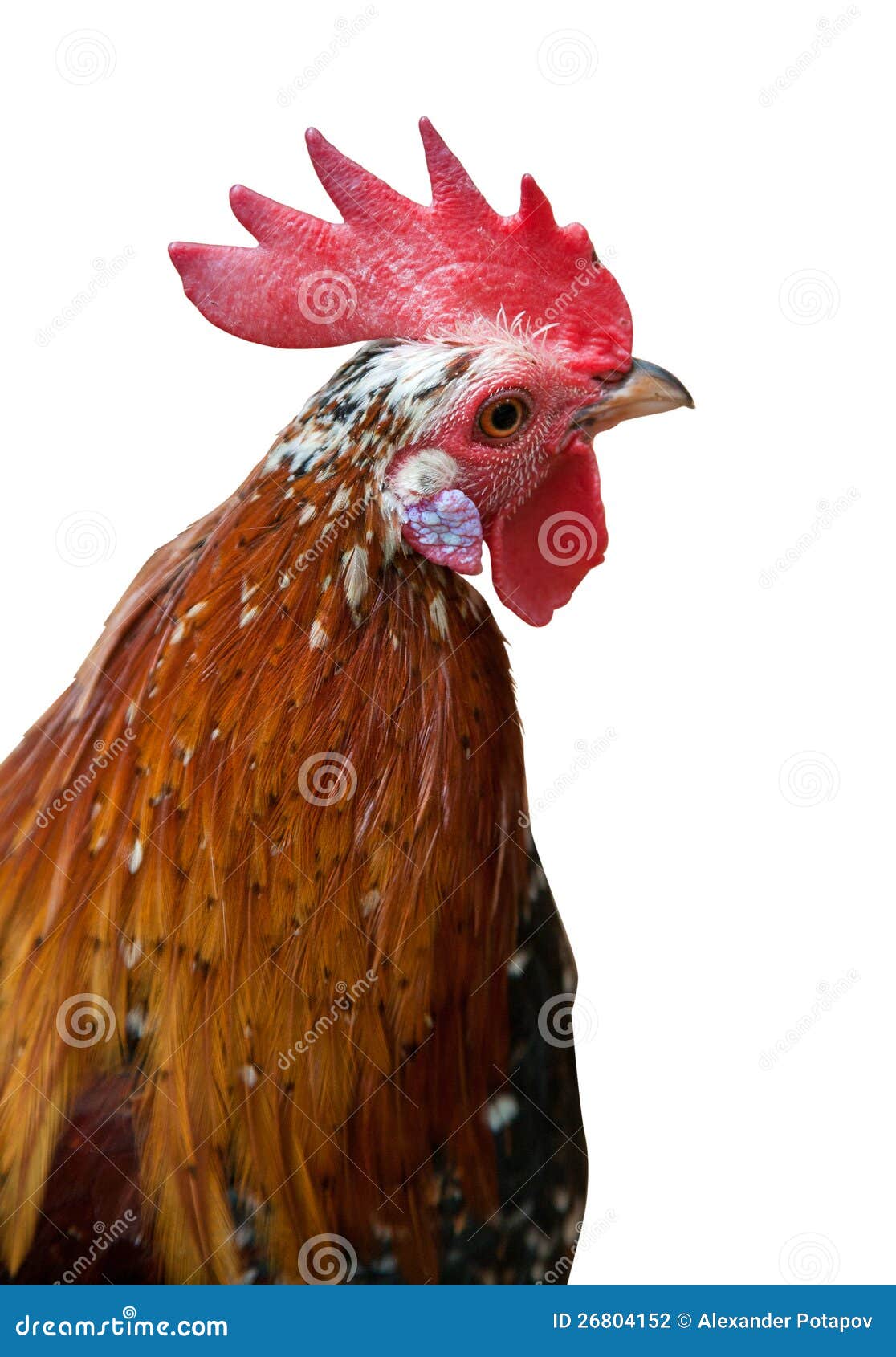Orange Rooster Isolated Head Stock Photo Image of nature, food 26804152