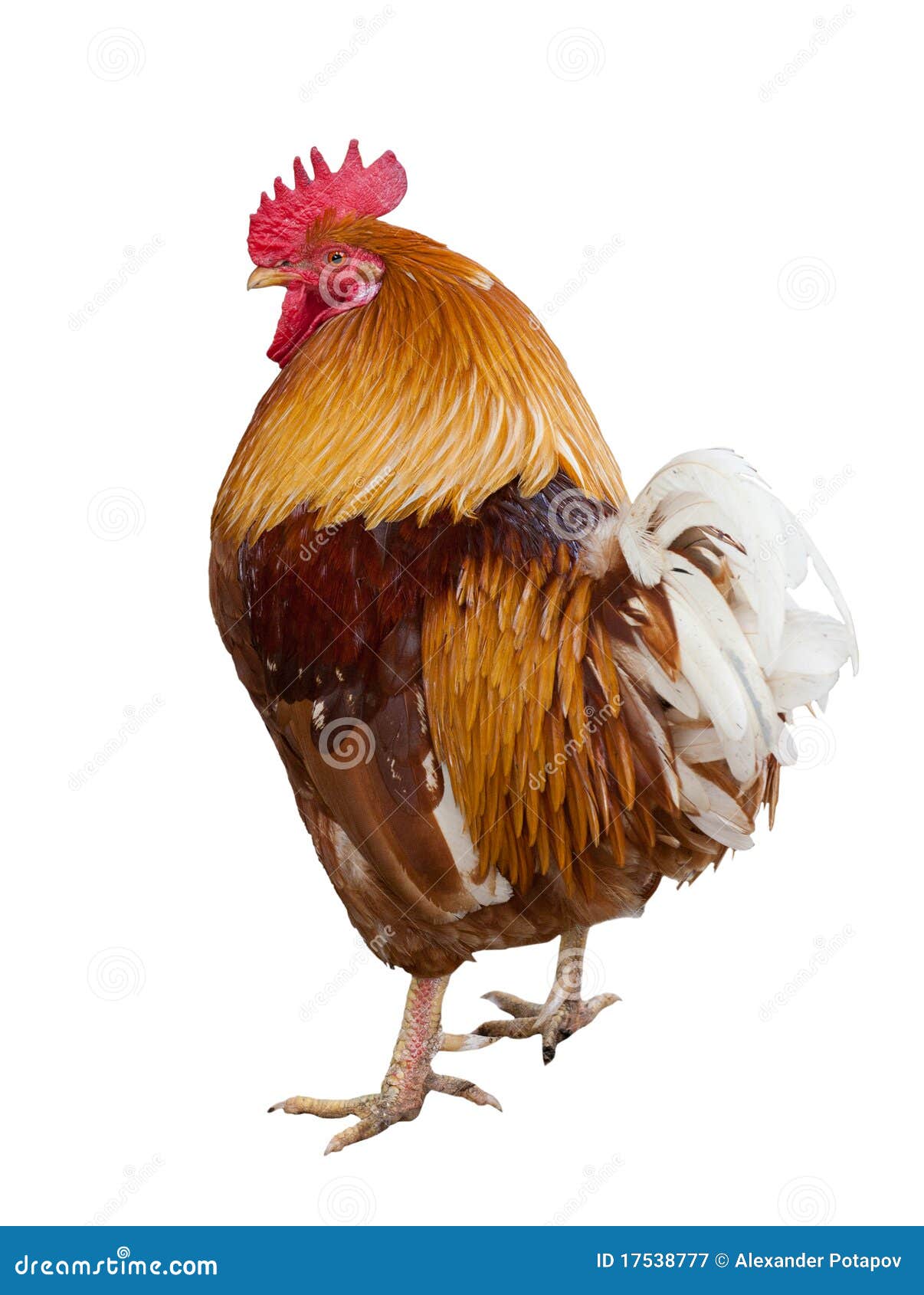 Orange Rooster Isolated on White Stock Image Image of male,
