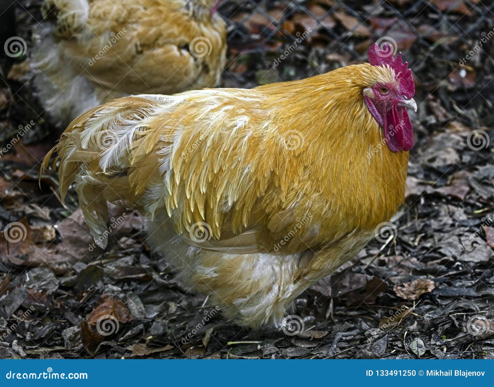 Orange rooster 1 stock photo. Image of ornithology, tail 133491250
