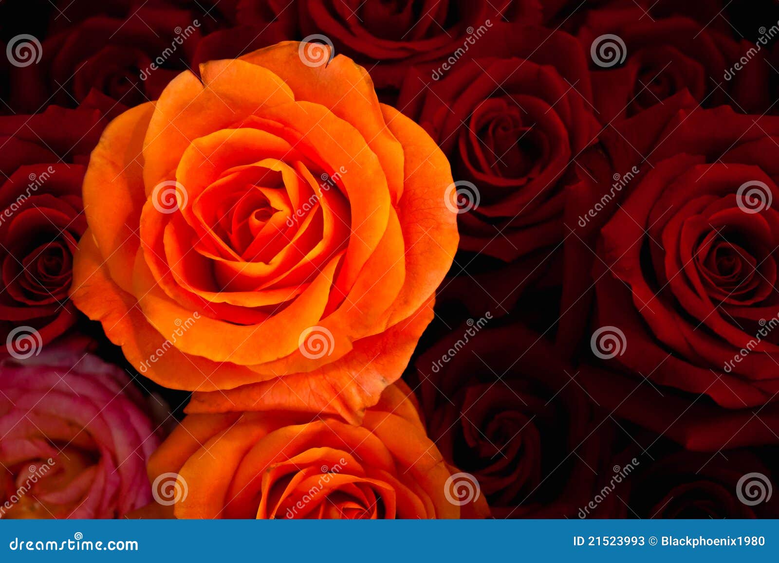 75,686 Orange Red Rose Stock Photos - Free & Royalty-Free Stock Photos From  Dreamstime