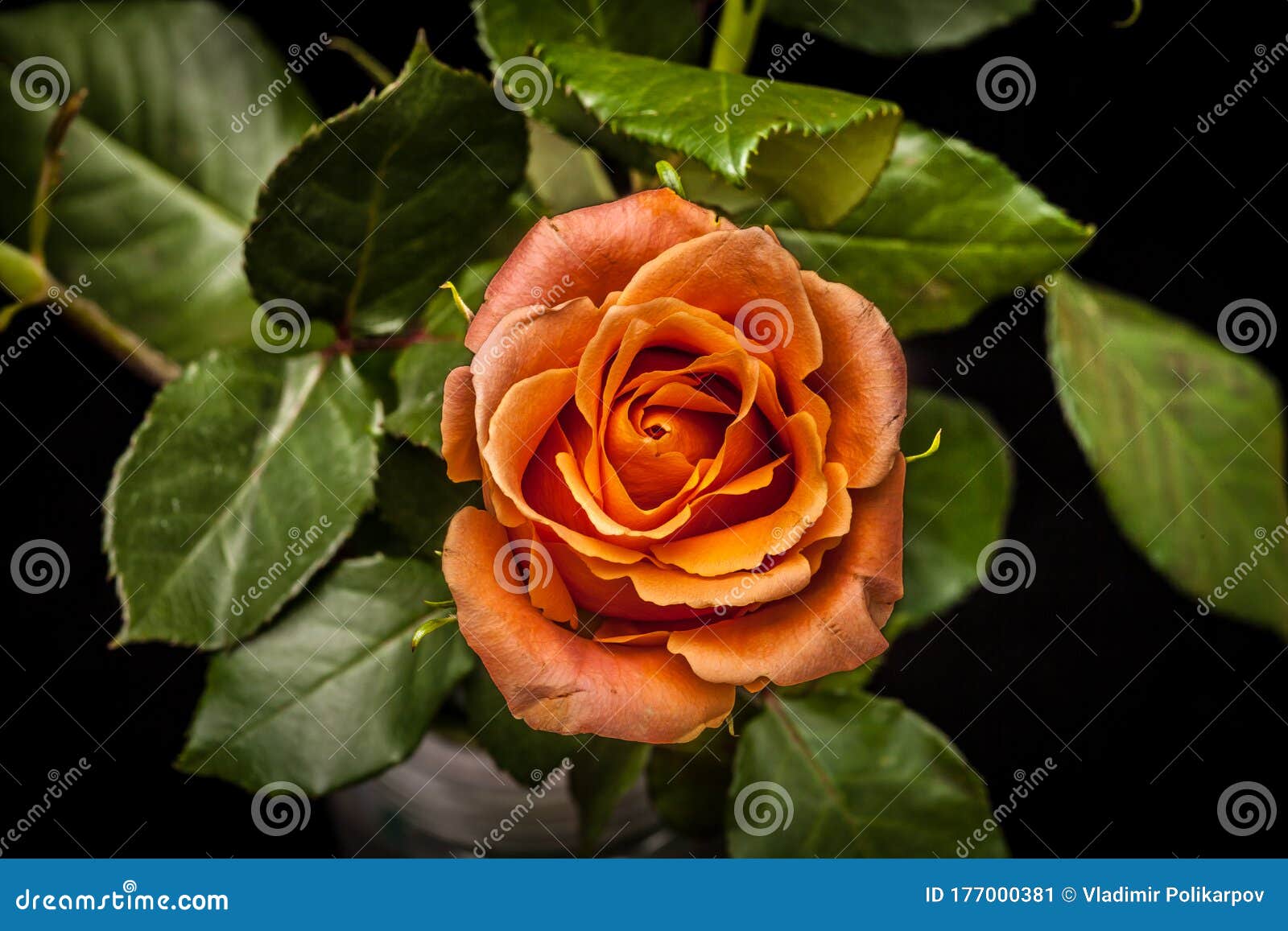 Orange Rose on a Black Background Stock Image Image of blossom, gift 177000381