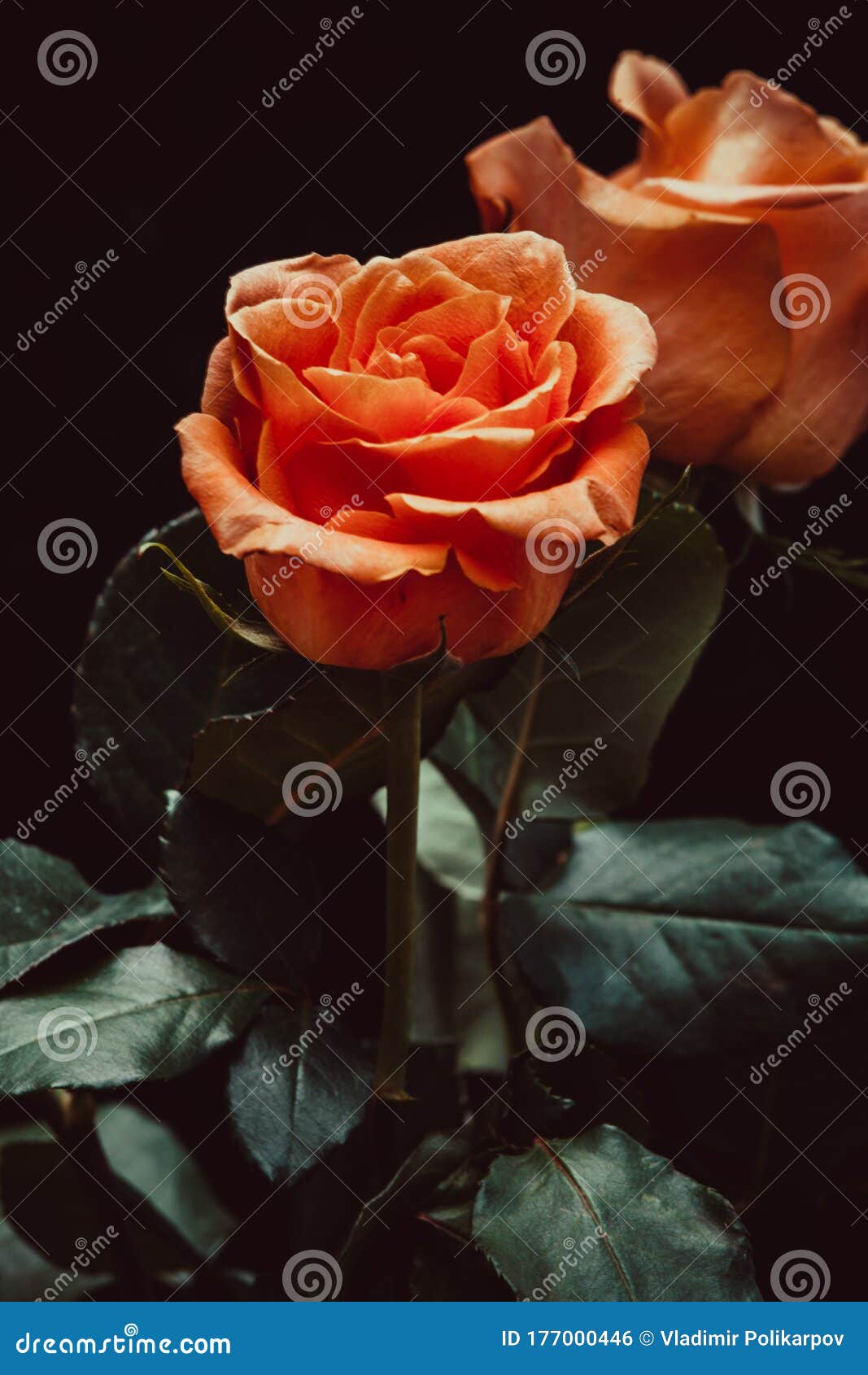 Orange Rose on a Black Background Stock Photo Image of leaves, natural 177000446