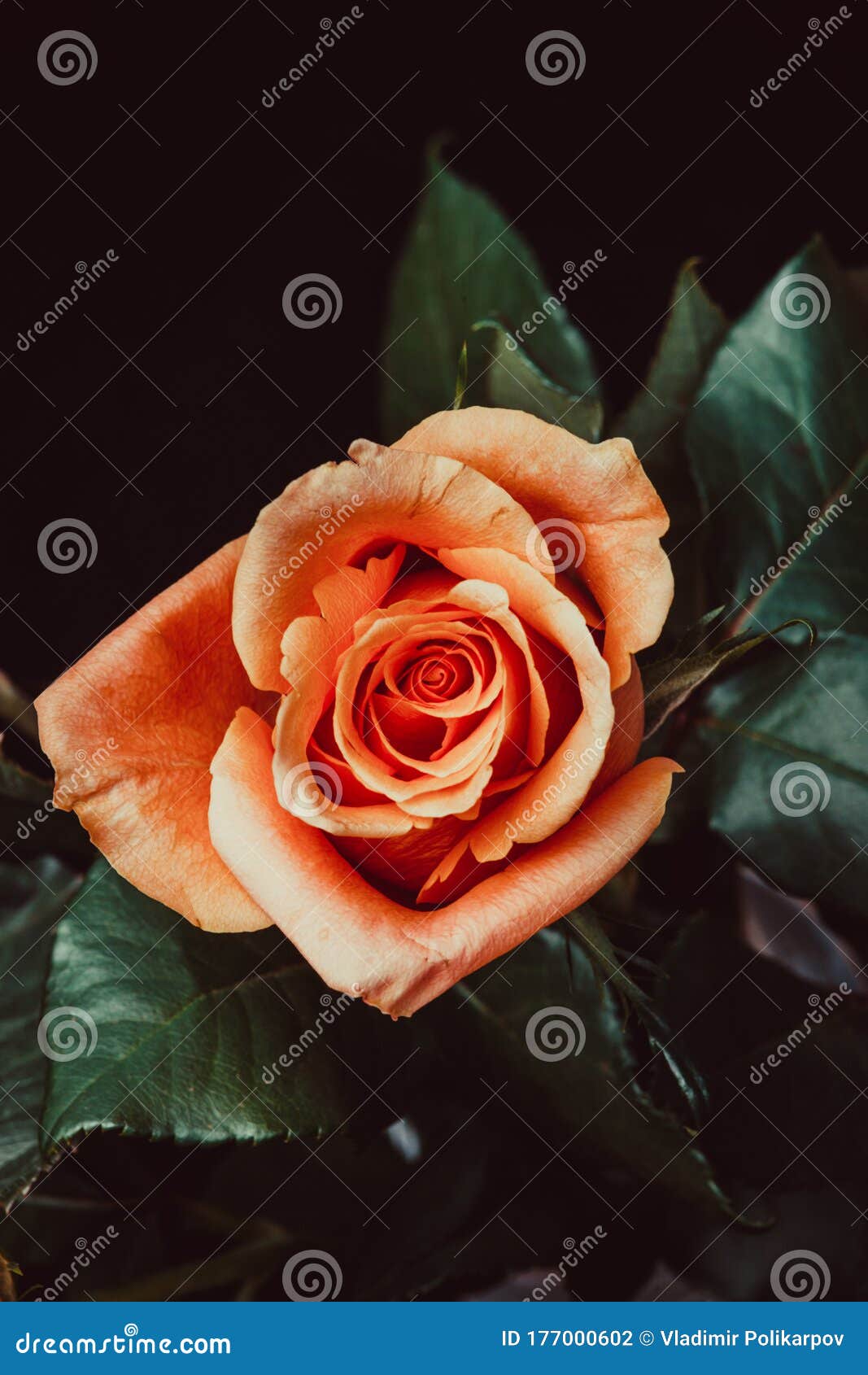 Orange Rose on a Black Background Stock Photo Image of bloom, blossom 177000602