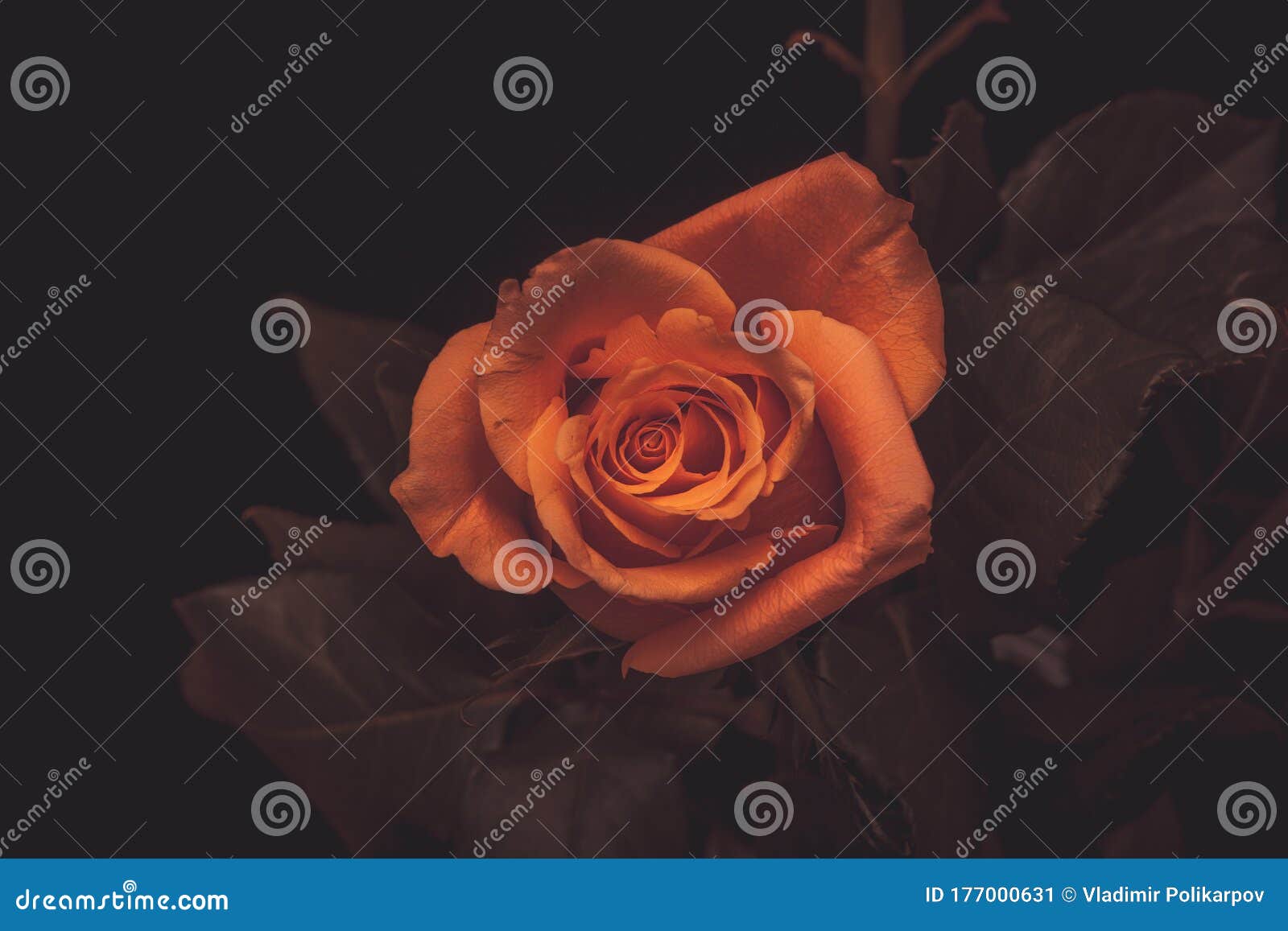 Orange Rose on a Black Background Stock Image Image of leaves, circle 177000631