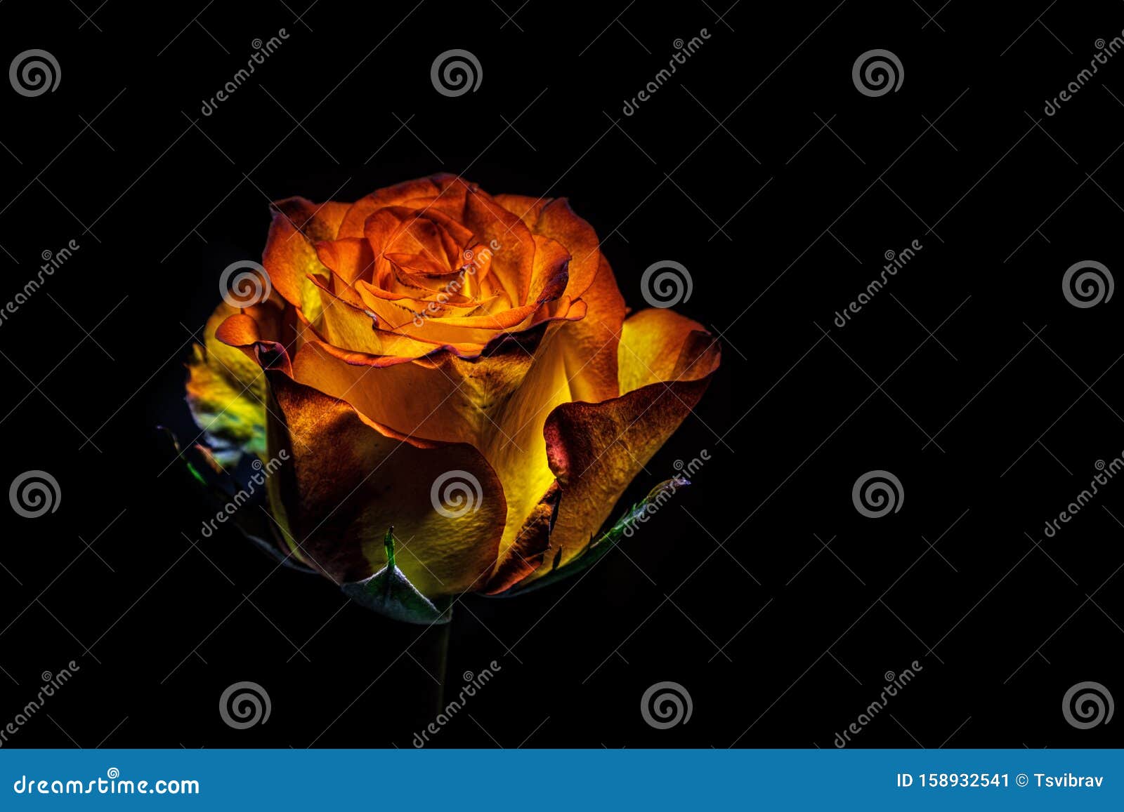 Orange Rose on Black Background. Stock Image Image of glowing, macro 158932541