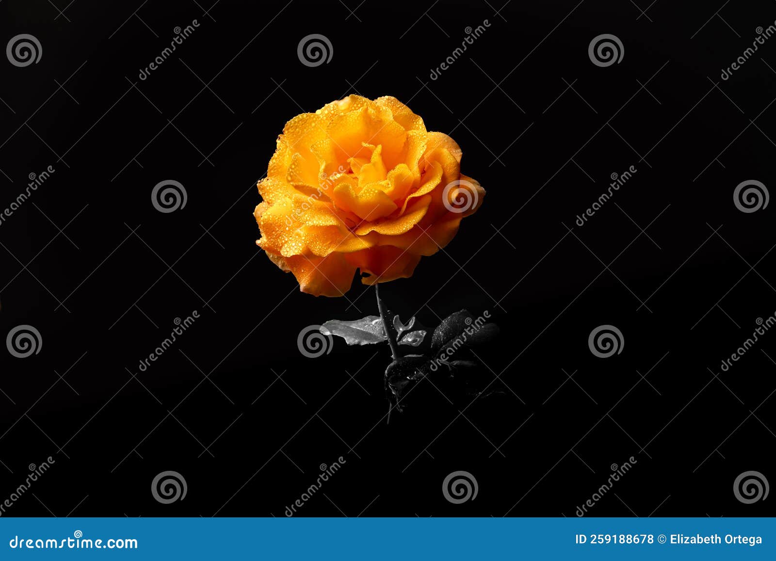 Orange Rose on a Black and White Background Stock Photo Image of fresh, elegant 259188678