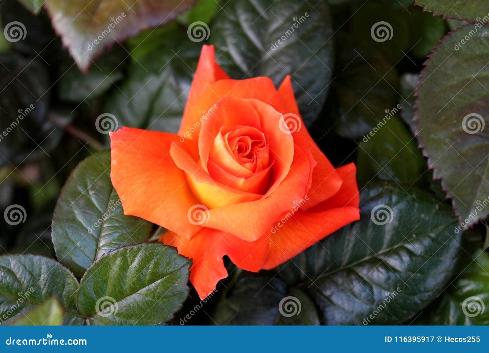 Orange Rose Blossom Surrounded with Dark Green Leaves Stock Image ...
