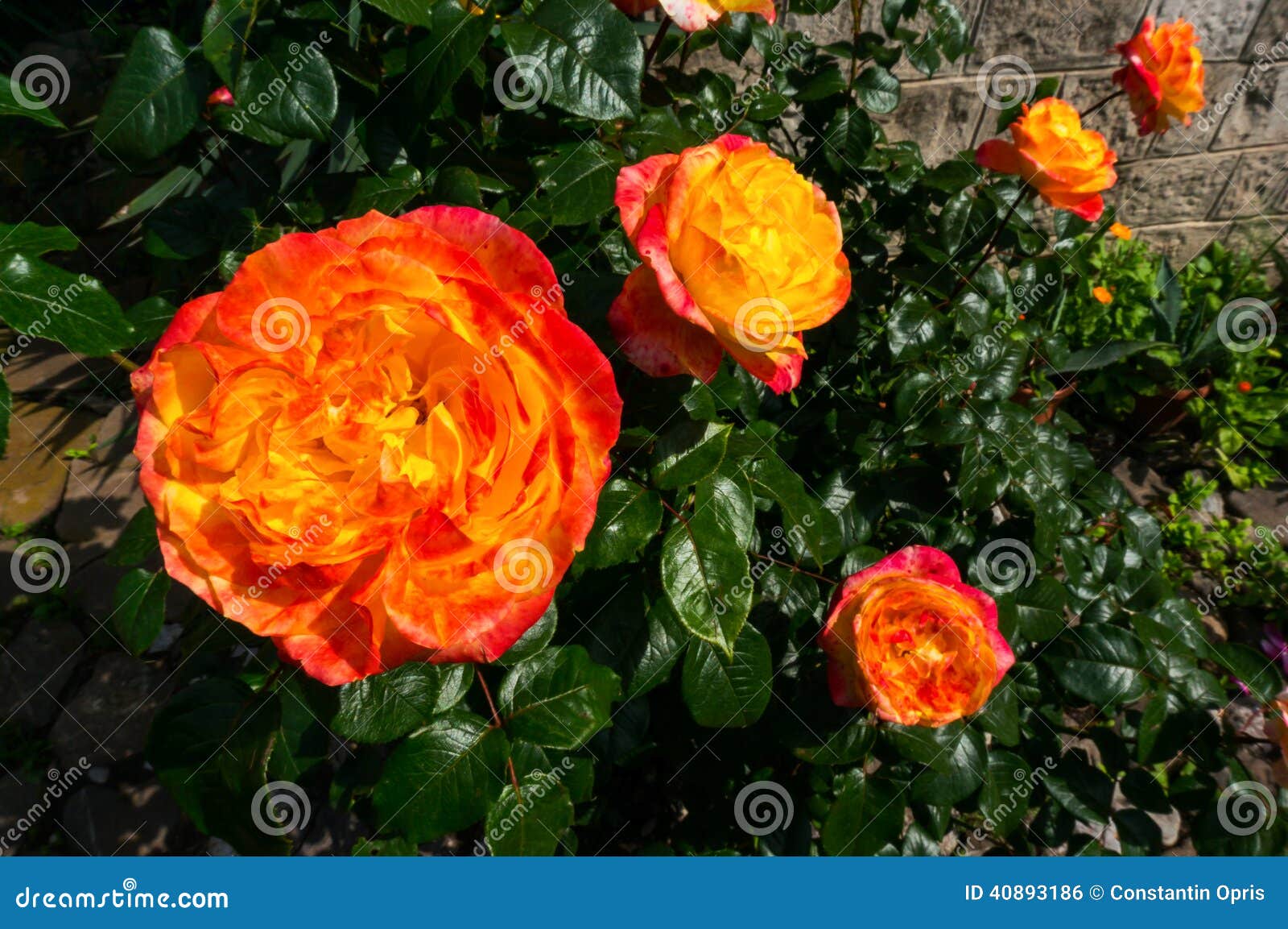 Orange rose stock photo. Image of outdoors, roses, flora 40893186