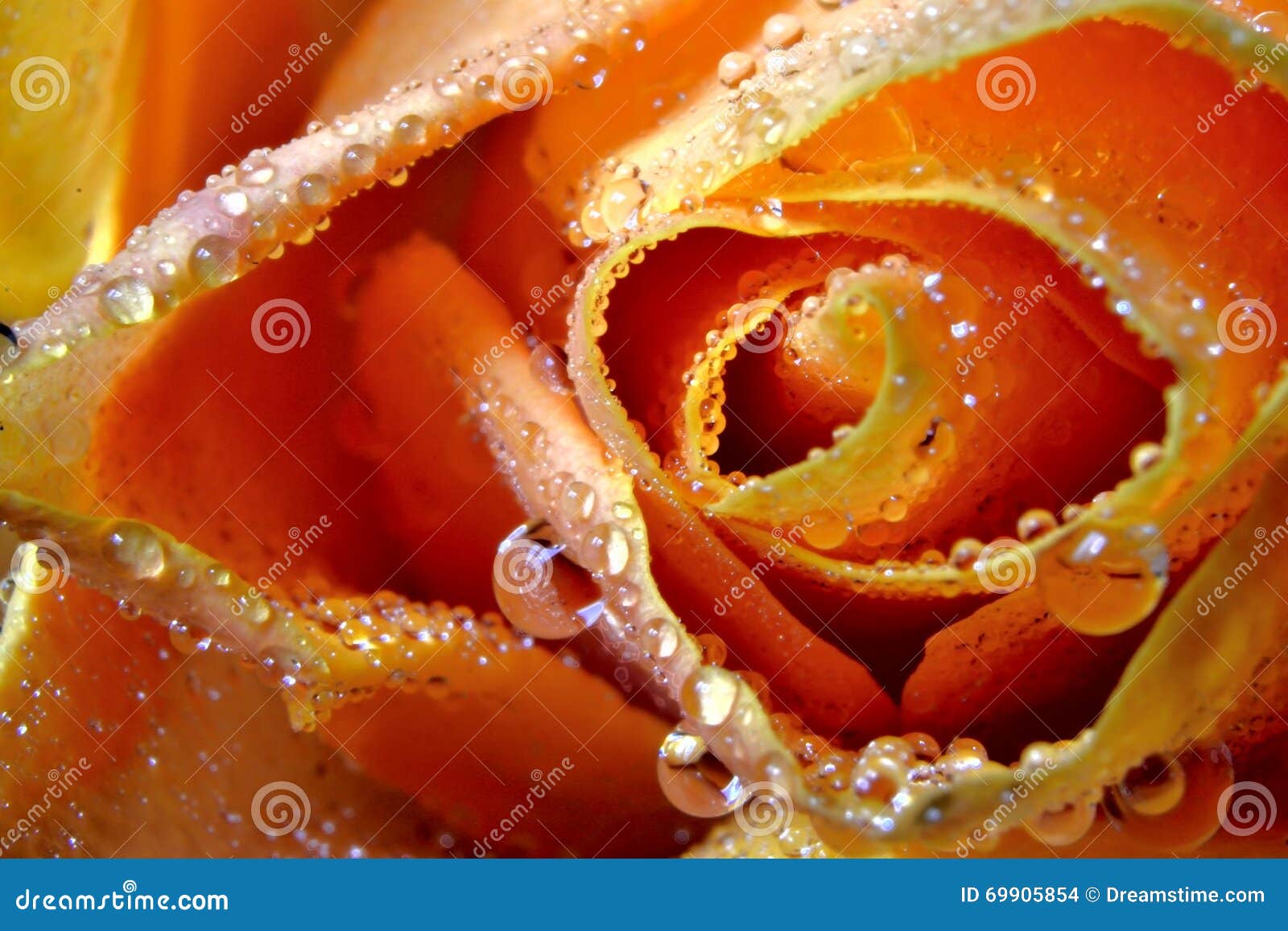 Orange rose stock photo. Image of water, present, beauty 69905854