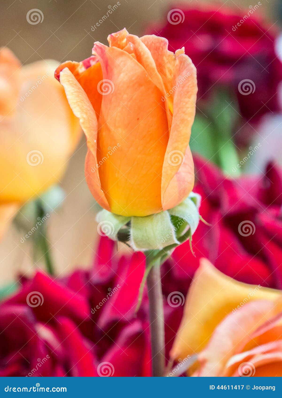 Orange rose flower stock image. Image of closeup, valentine 44611417
