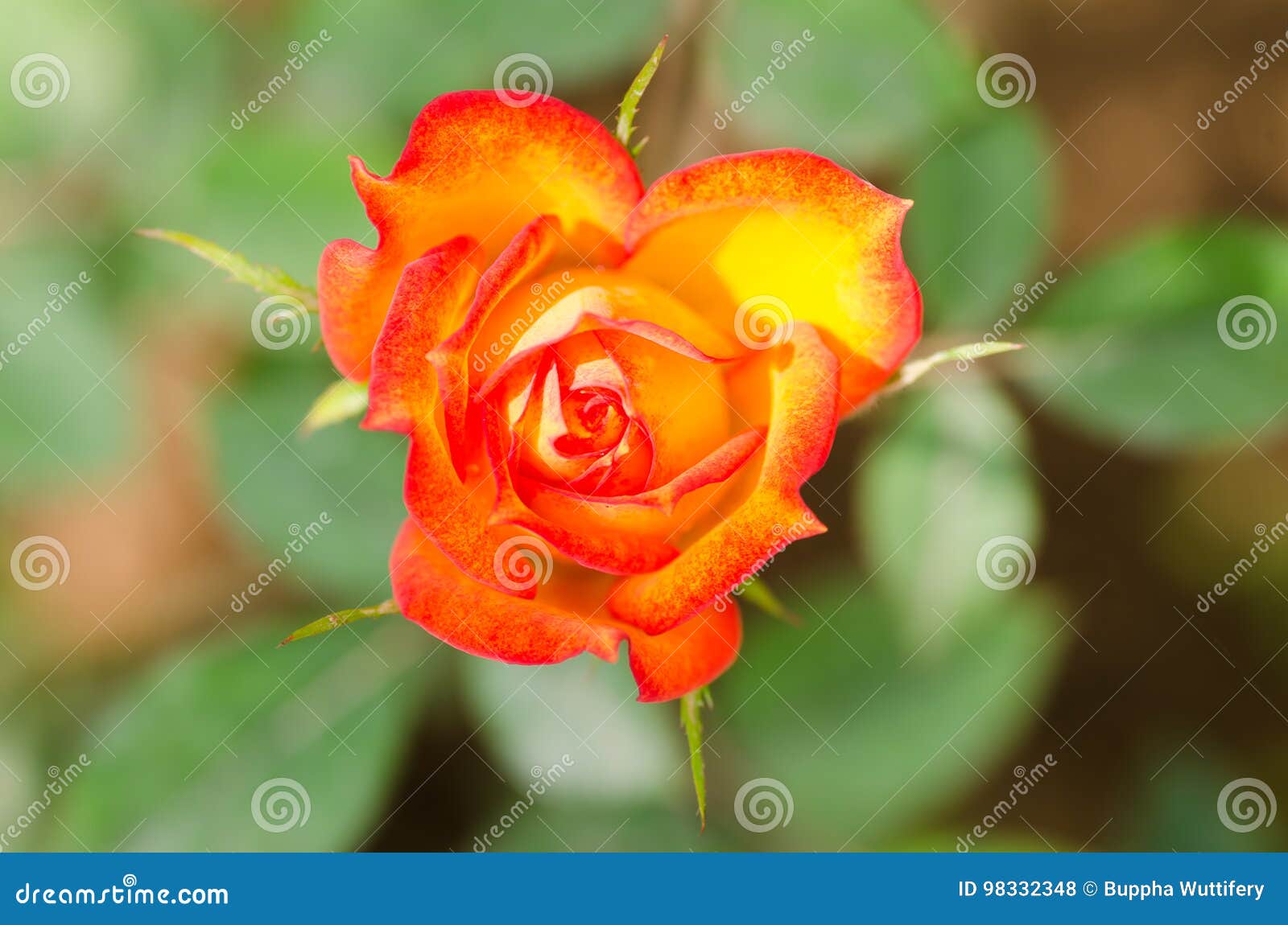 Orange Rose Flower in a Garden Stock Photo - Image of meadow, blooming ...