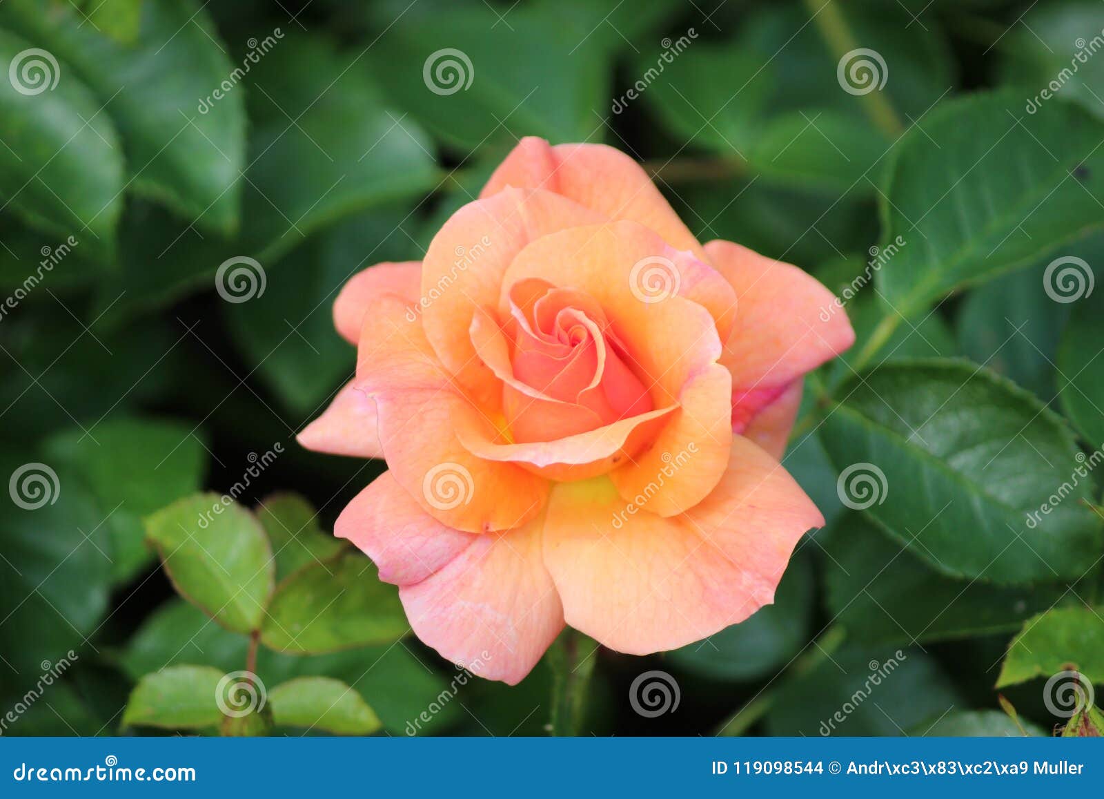Orange Rose Flower Head in Rosarium in the Hague, the Netherlands ...