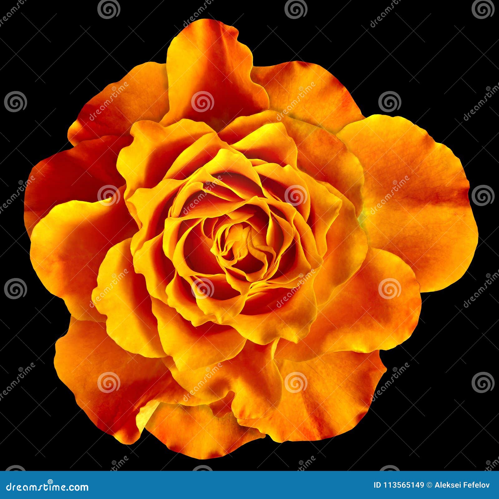 Hãy thưởng thức một bức ảnh tuyệt đẹp với sự kết hợp hoàn hảo giữa màu cam và sự đơn độc của bông hoa hồng. Hình ảnh được chụp với phông nền đơn sắc sẽ làm nổi bật vẻ đẹp của bông hoa và mang đến một cảm giác thư giãn cho mắt.