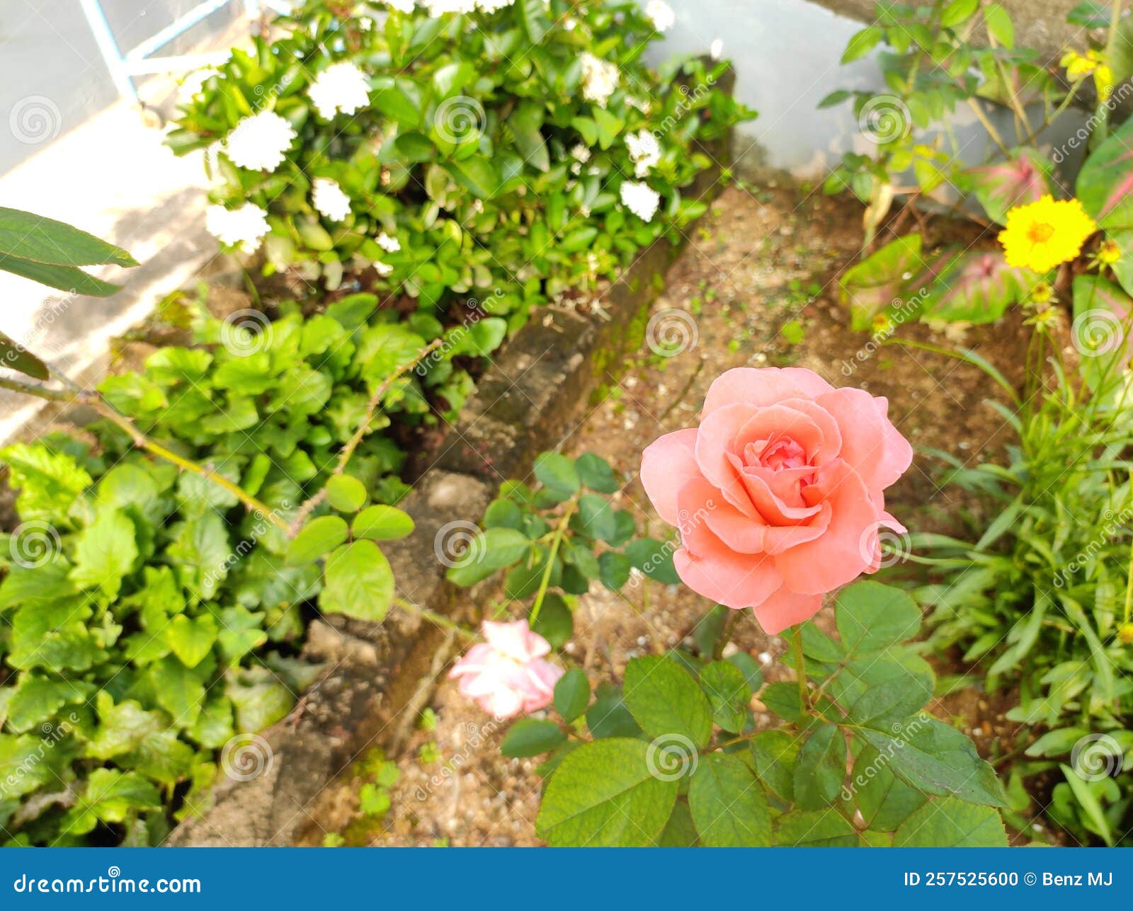 Orange Rose Flower on the Plant Stock Photo Image of garden, rose